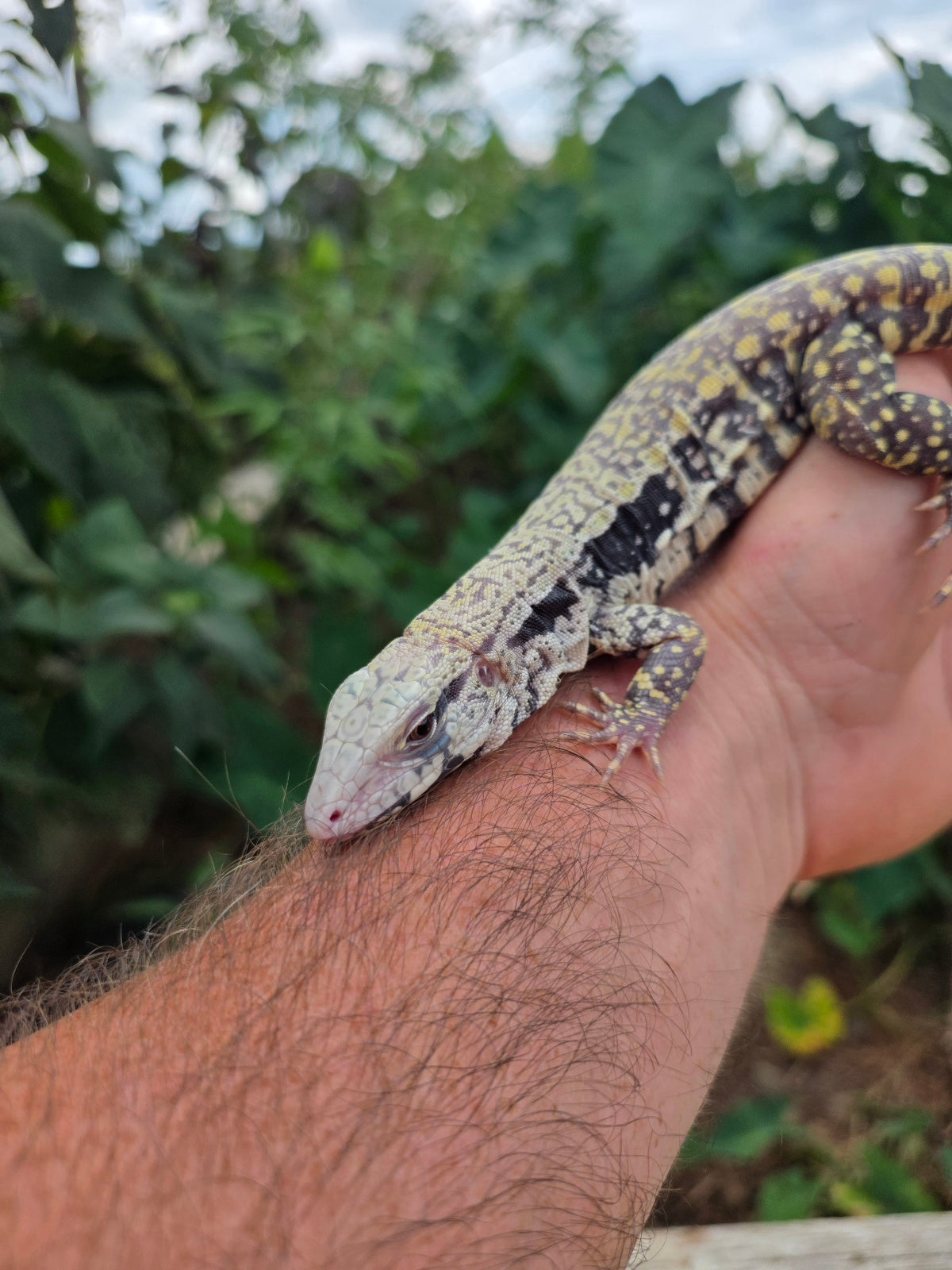 Female Blue Albino Tegu- JJ x Tiffany