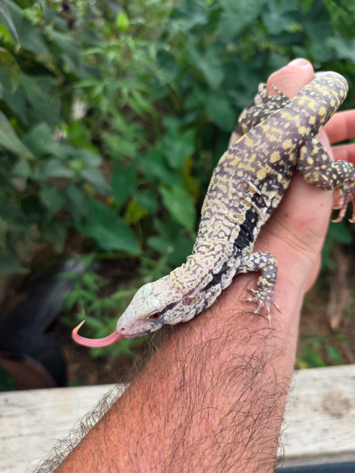 Female Blue Albino Tegu- JJ x Tiffany