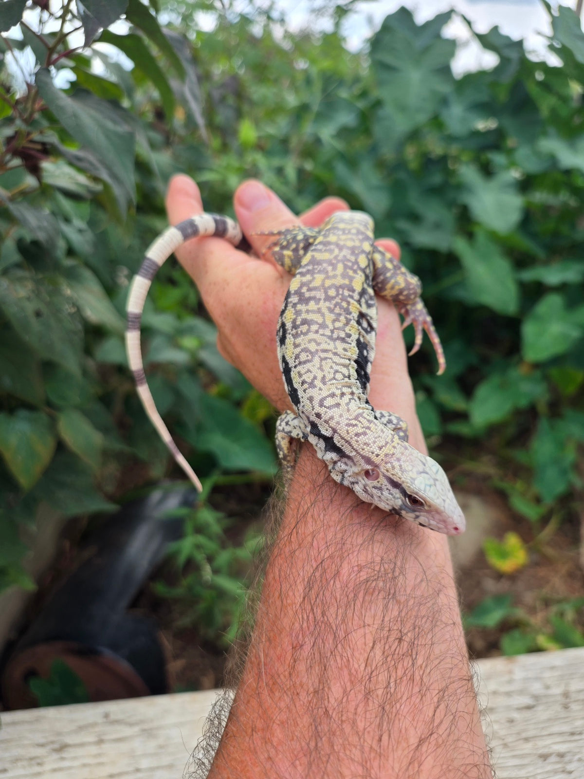 Female Blue Albino Tegu- JJ x Tiffany