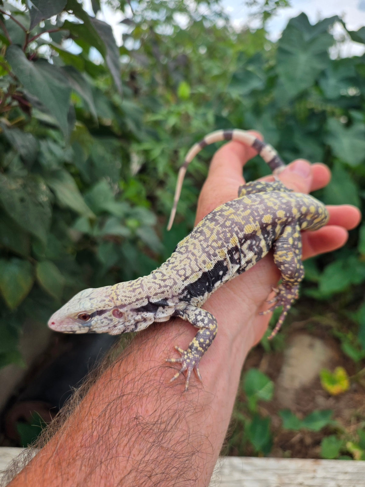Female Blue Albino Tegu- JJ x Tiffany