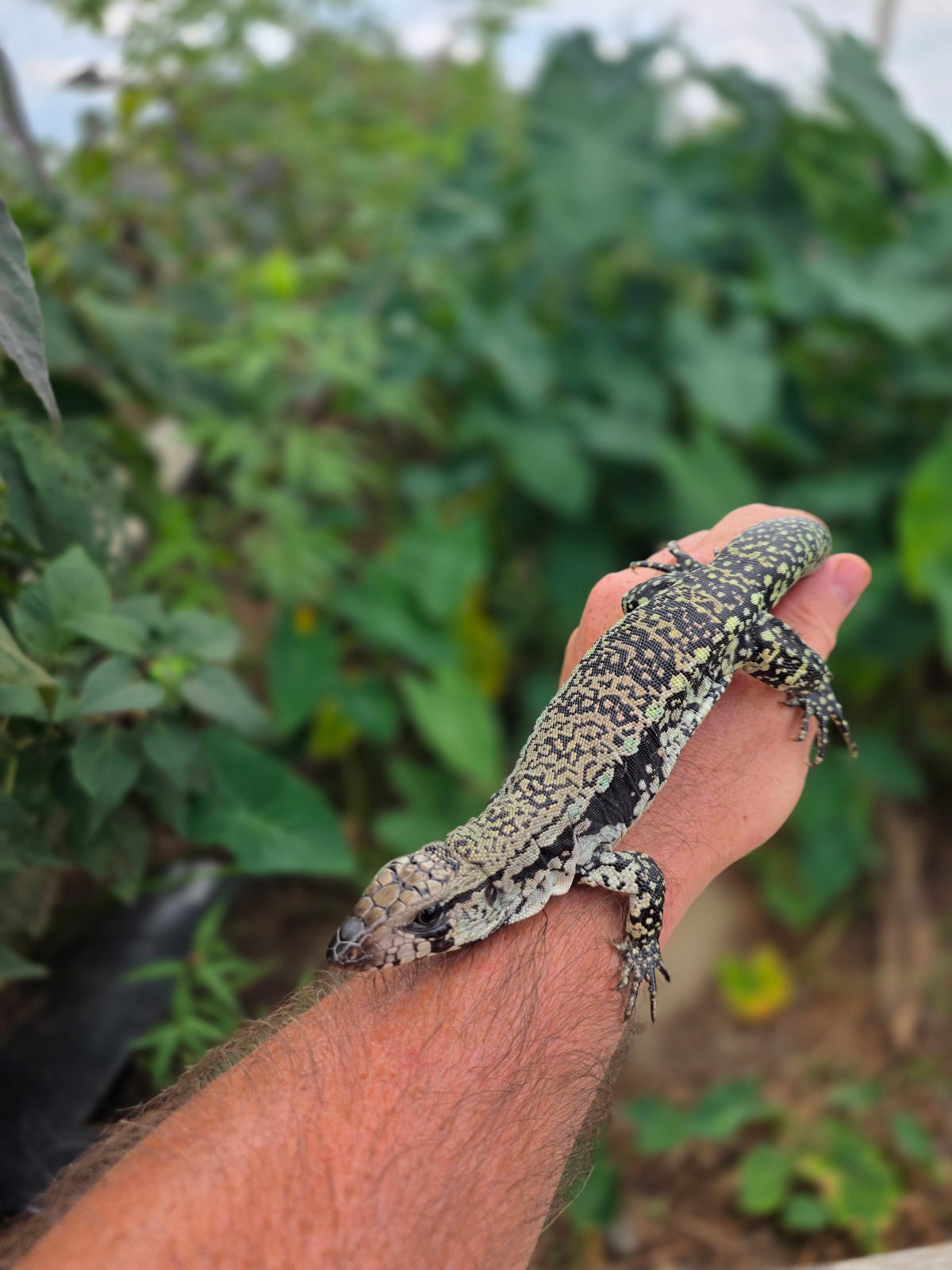Female Blue Tegu 66% het Albino- JJ x Tiffany