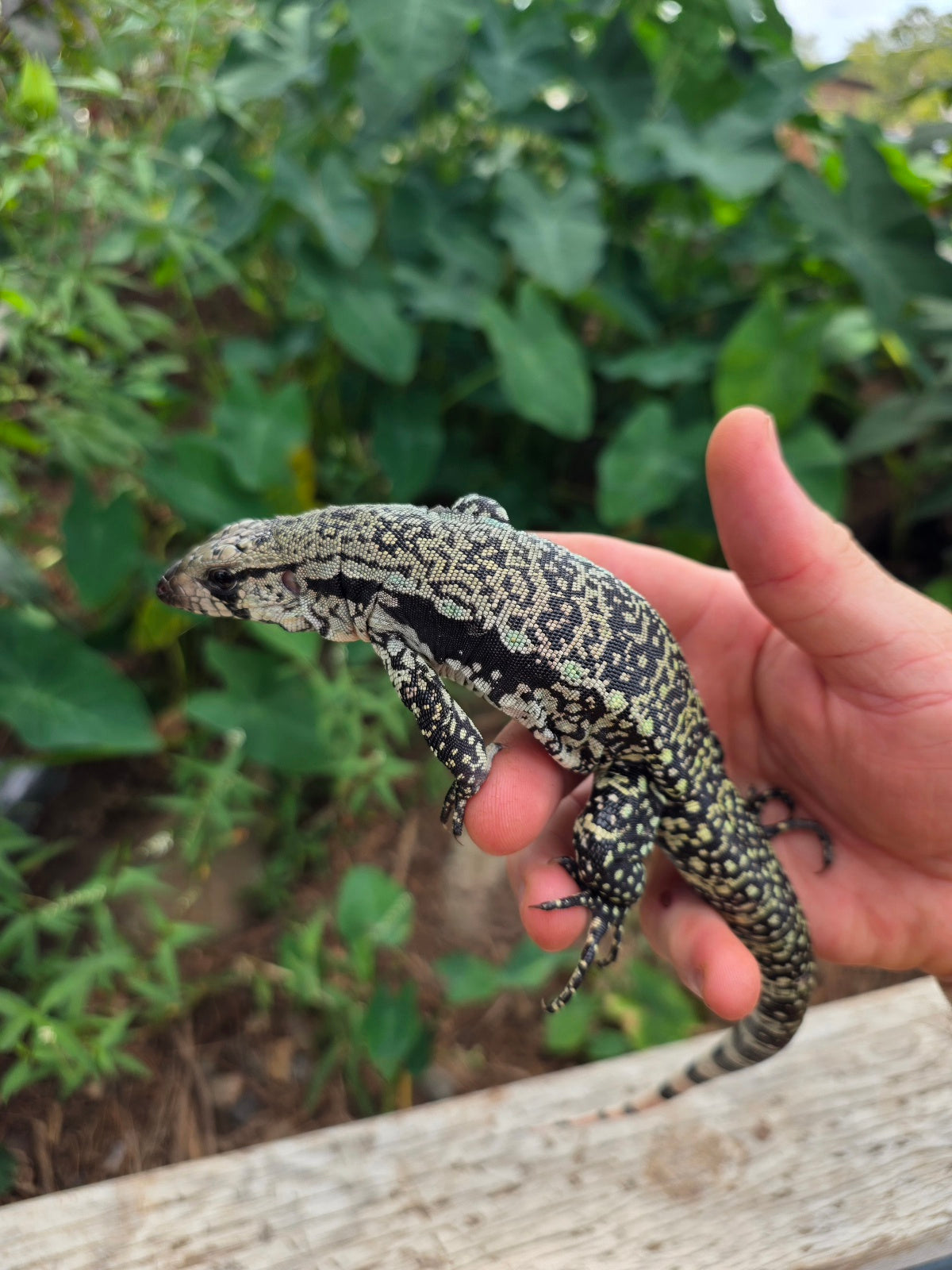 Female Blue Tegu 66% het Albino- JJ x Tiffany