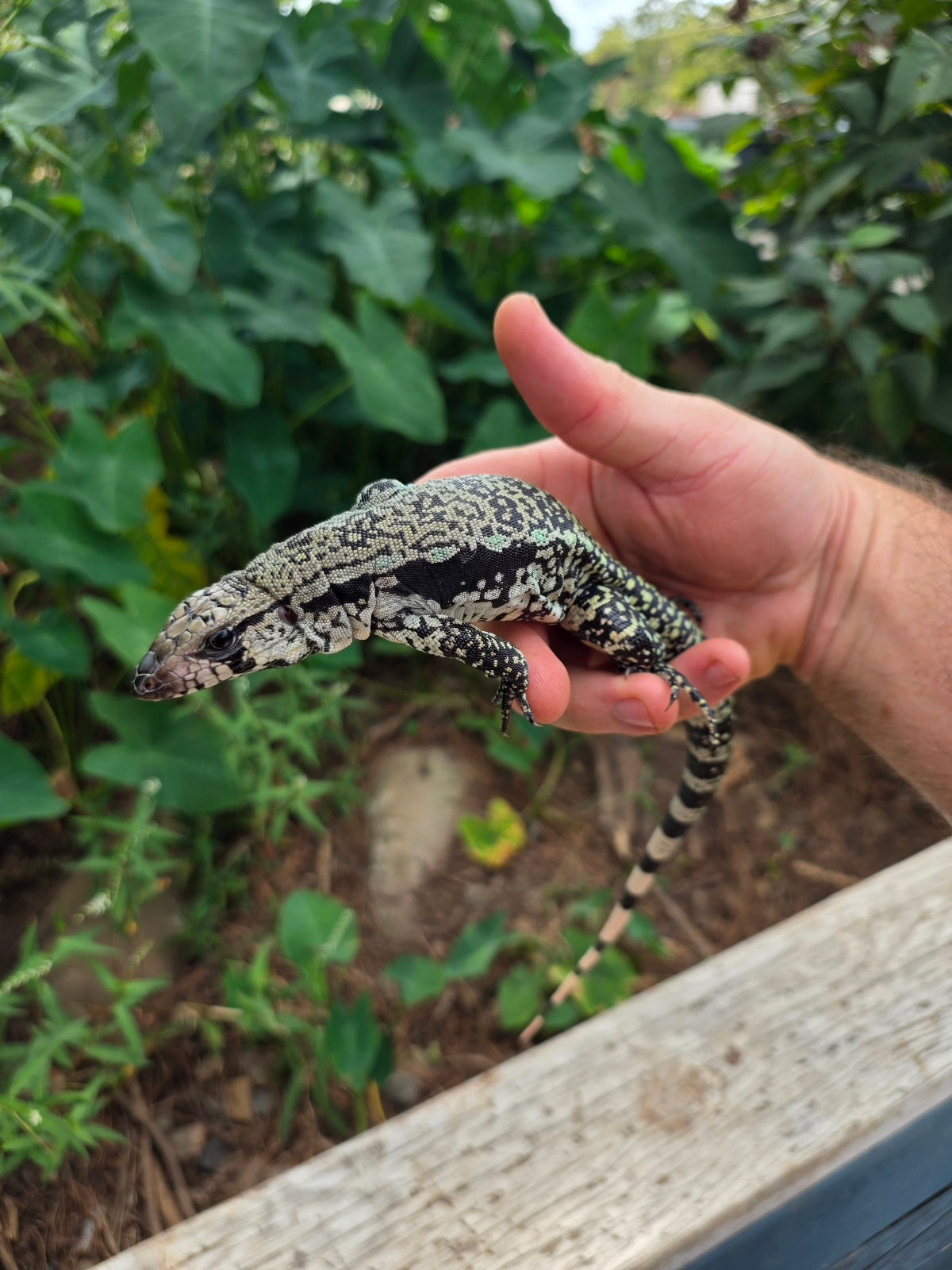 Female Blue Tegu 66% het Albino- JJ x Tiffany