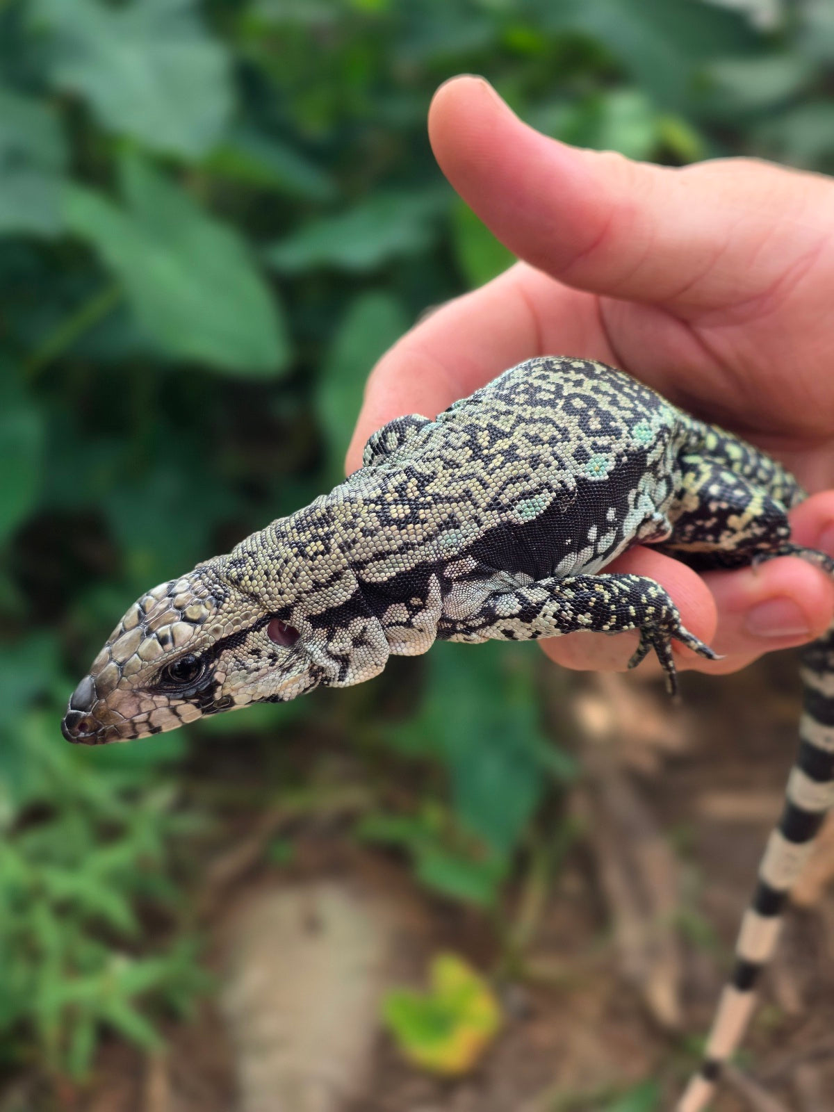Female Blue Tegu 66% het Albino- JJ x Tiffany