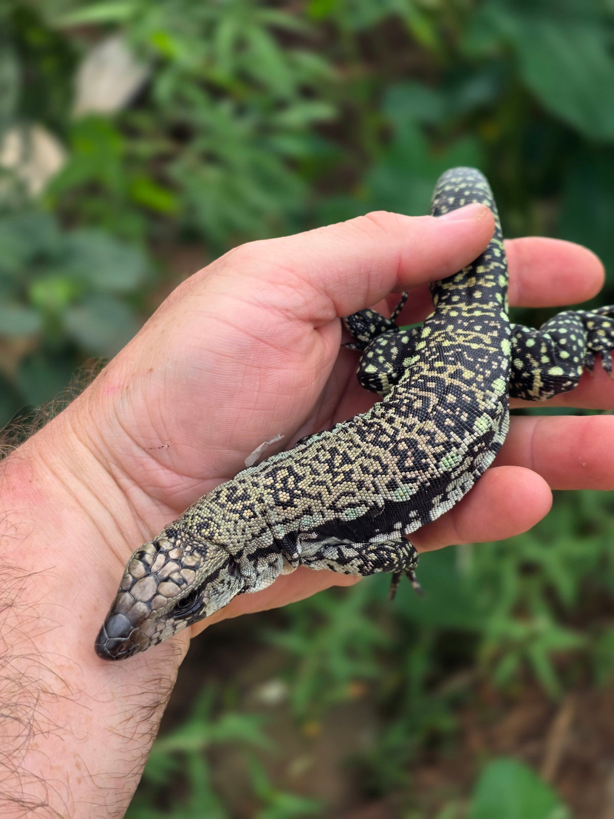 Female Blue Tegu 66% het Albino- JJ x Tiffany