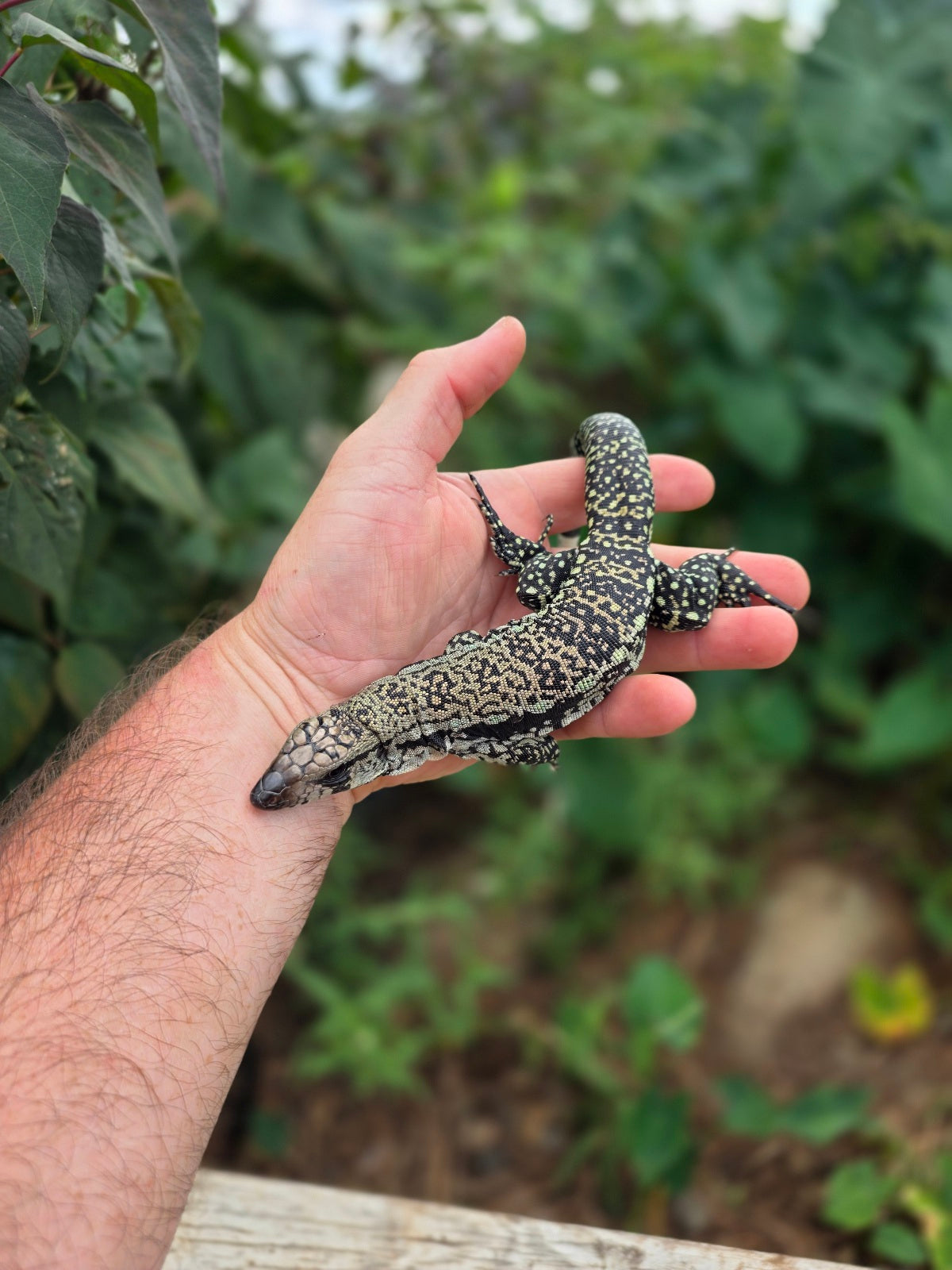 Female Blue Tegu 66% het Albino- JJ x Tiffany