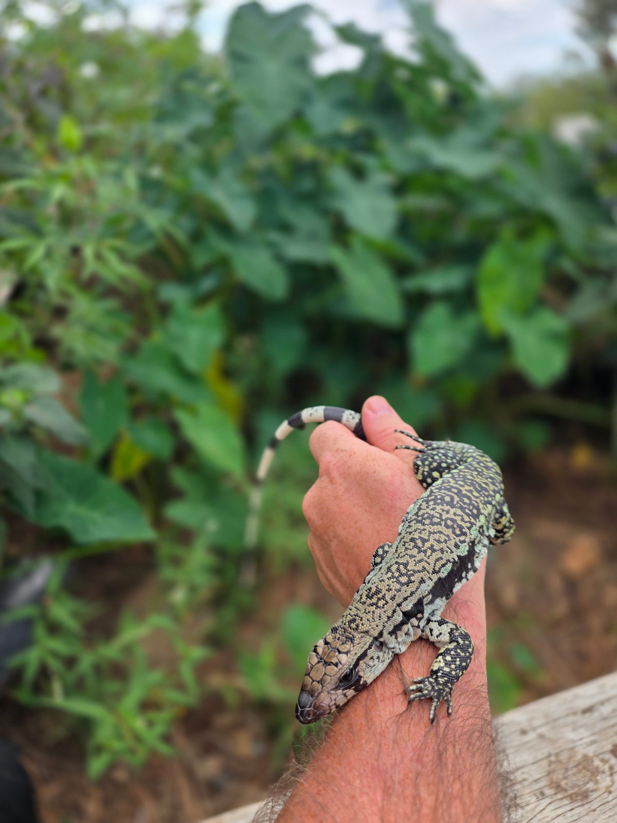 Female Blue Tegu 66% het Albino- JJ x Tiffany