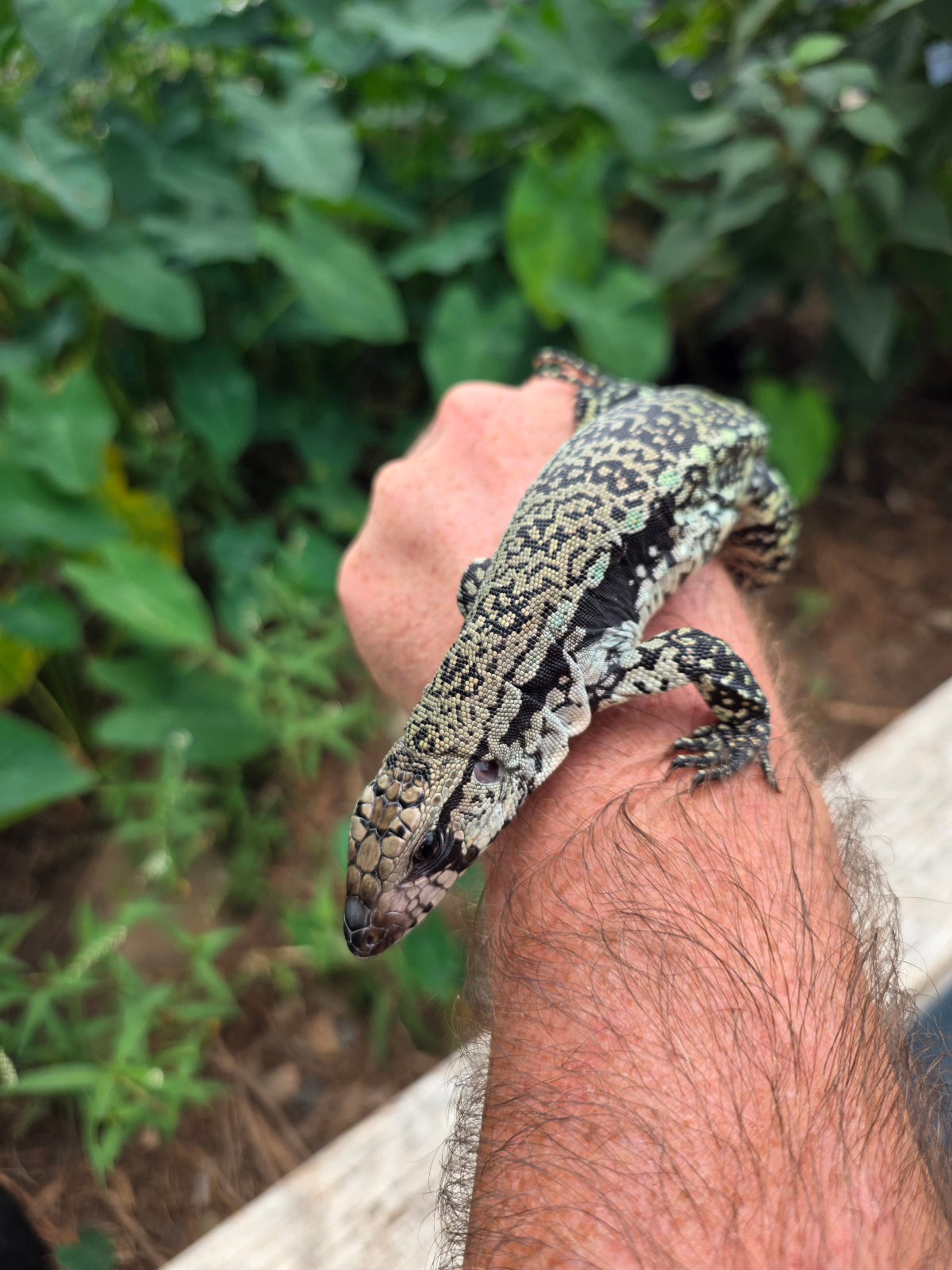 Female Blue Tegu 66% het Albino- JJ x Tiffany