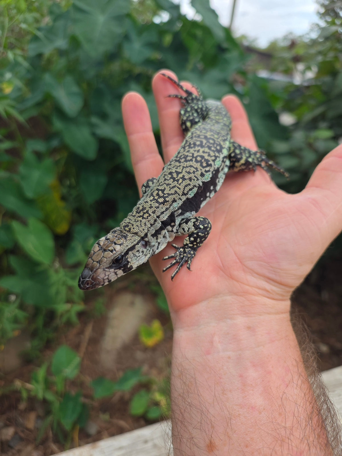 Female Blue Tegu 66% het Albino- JJ x Tiffany