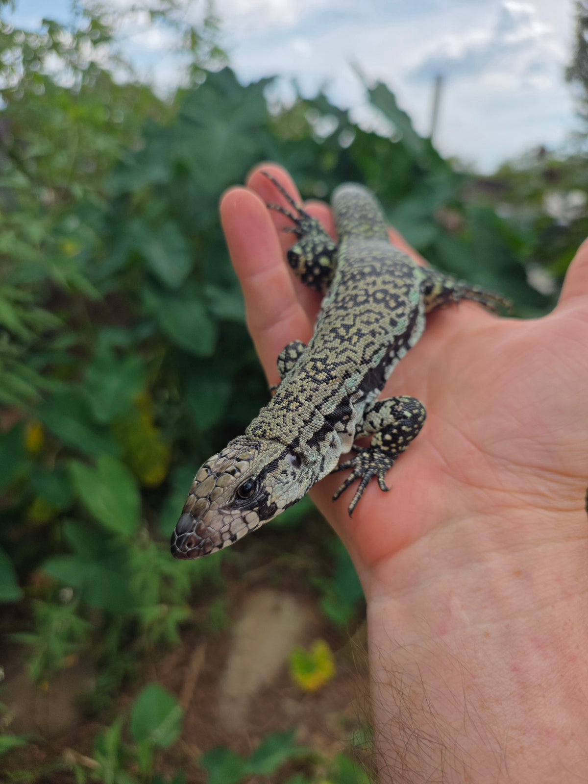Female Blue Tegu 66% het Albino- JJ x Tiffany