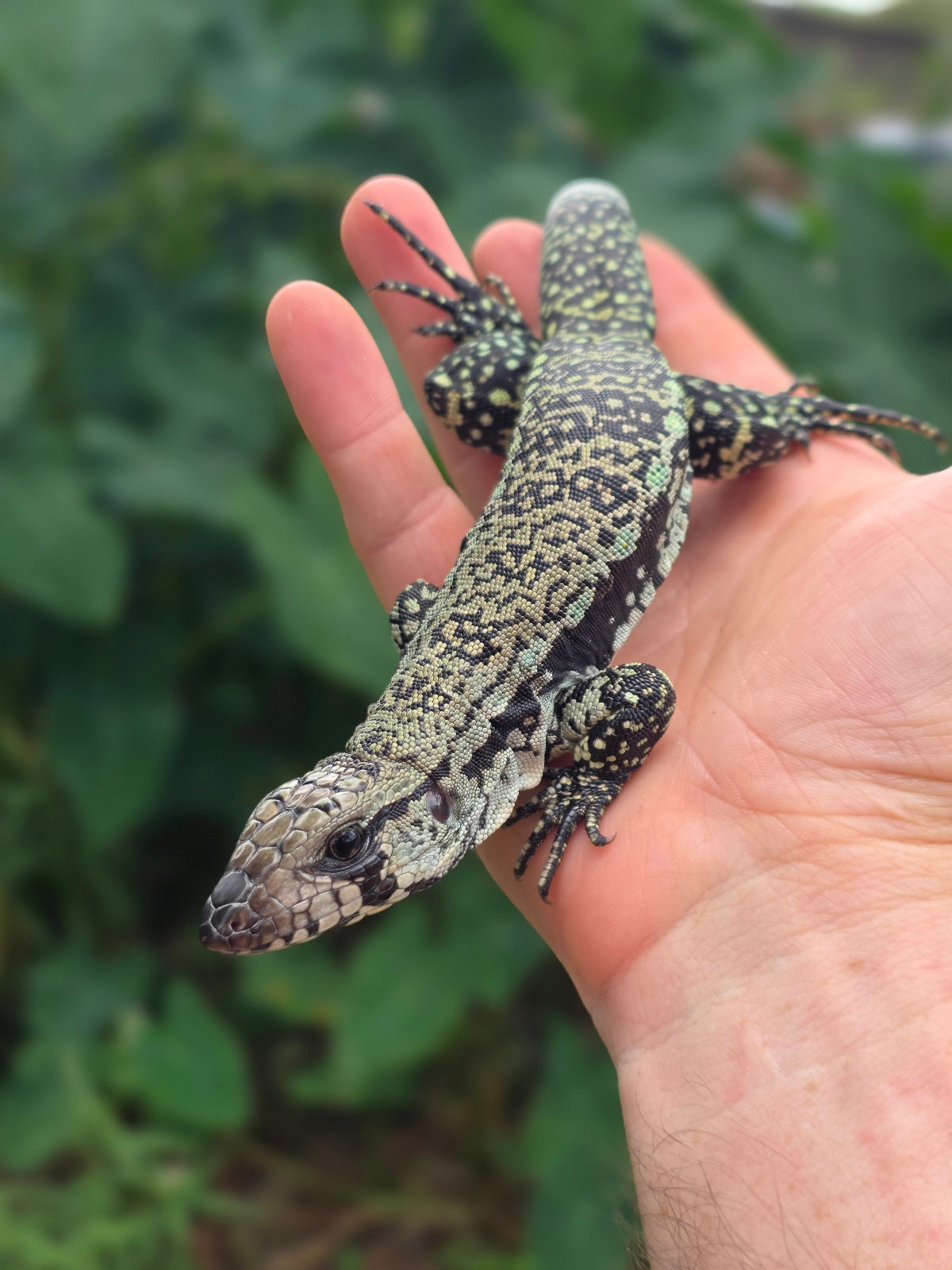 Female Blue Tegu 66% het Albino- JJ x Tiffany