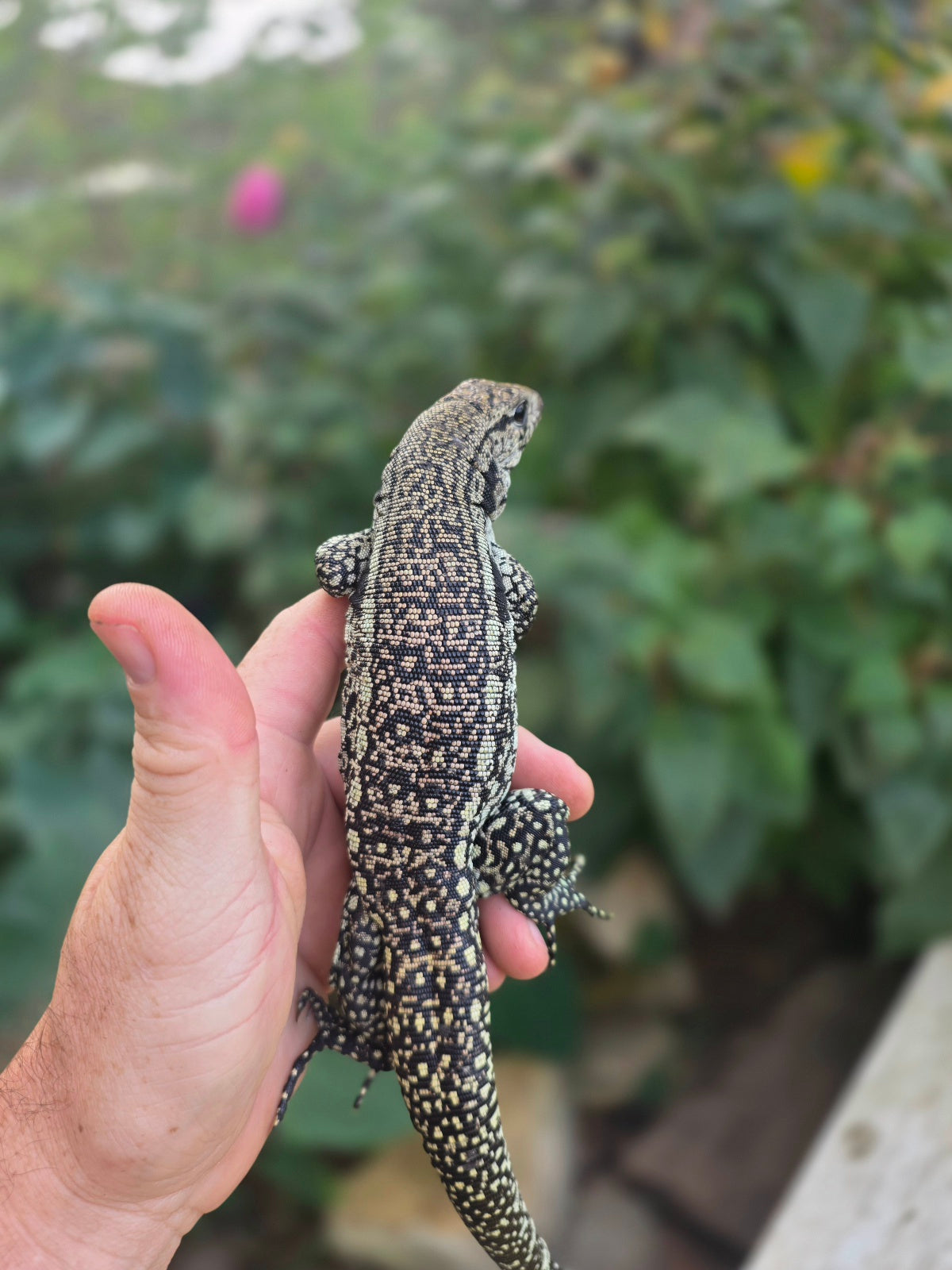 Male Blue Tegu - Stripes X Trixie