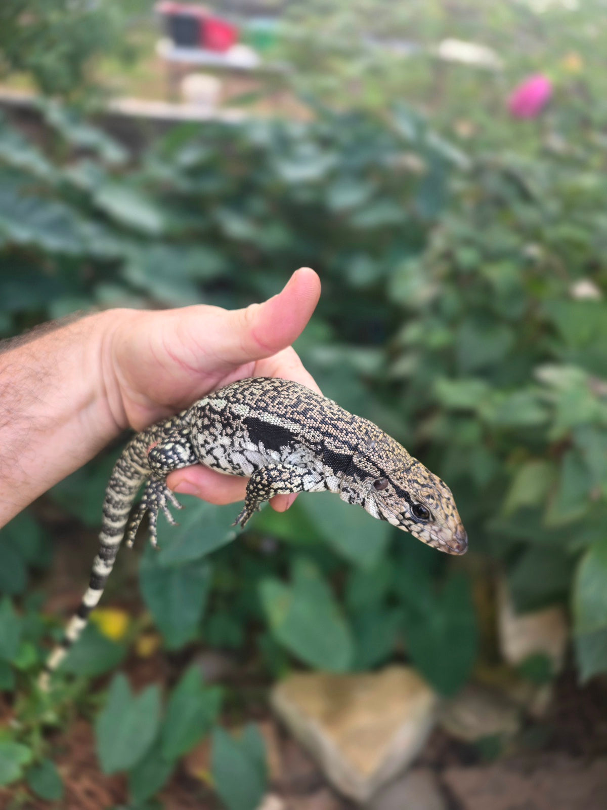 Male Blue Tegu - Stripes X Trixie