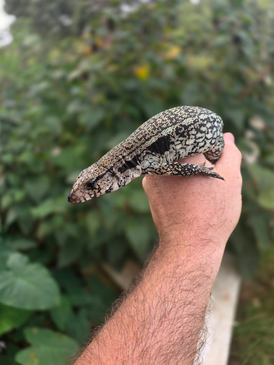 Male Blue Tegu - Stripes X Trixie