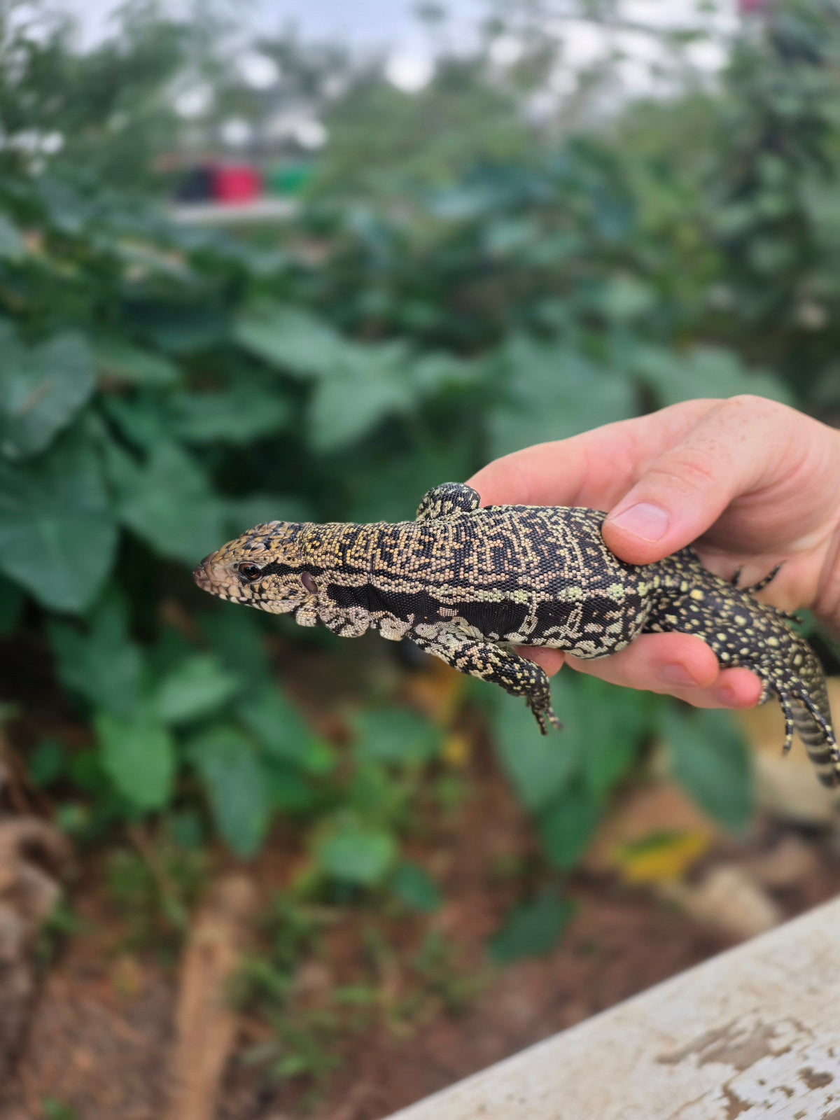 Female Blue Tegu - Stripes X Trixie