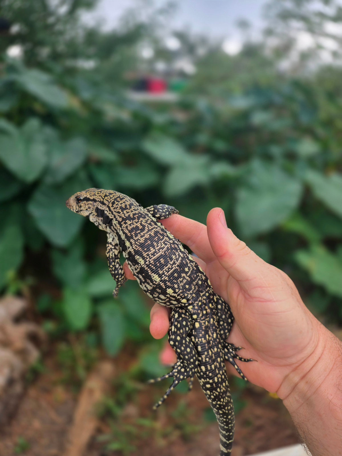 Female Blue Tegu - Stripes X Trixie
