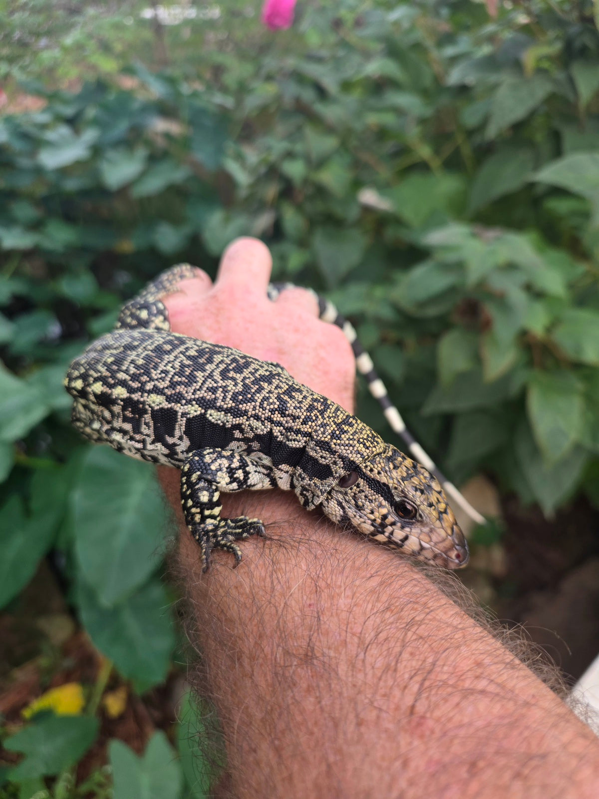 Female Blue Tegu - Stripes X Trixie