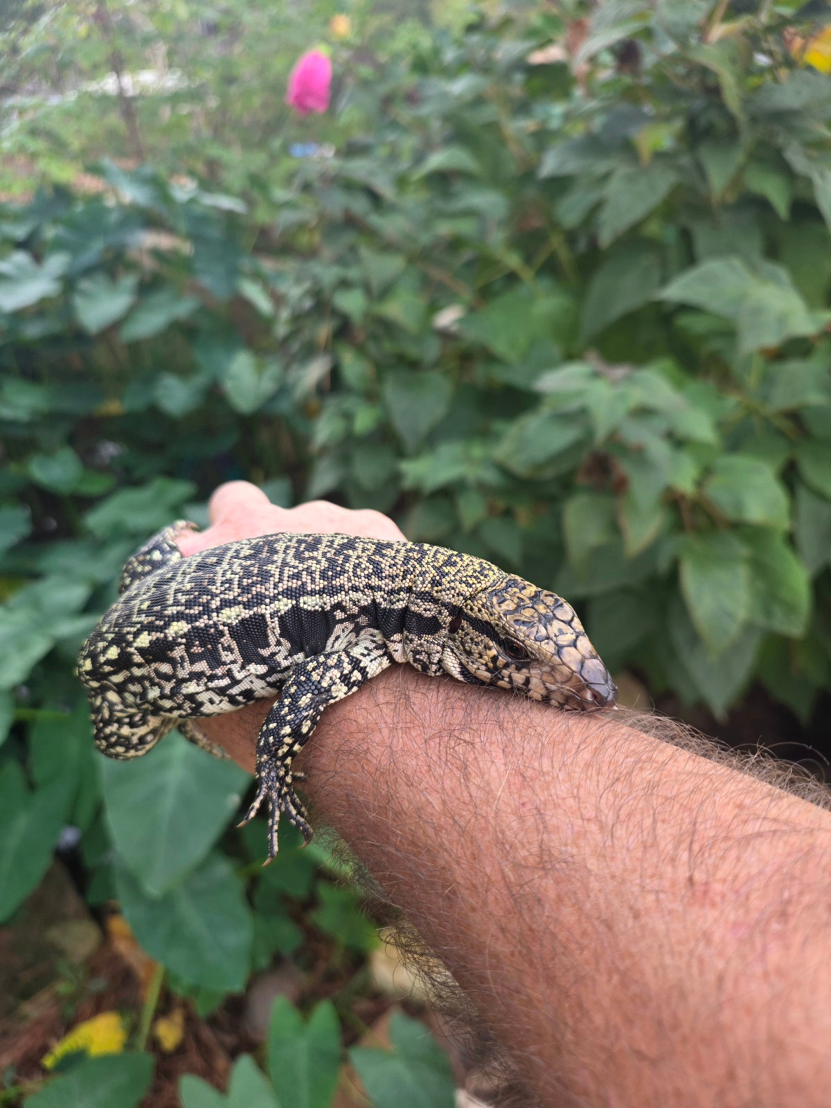 Female Blue Tegu - Stripes X Trixie