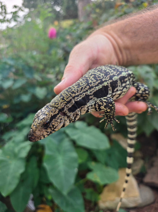Female Blue Tegu - Stripes X Trixie