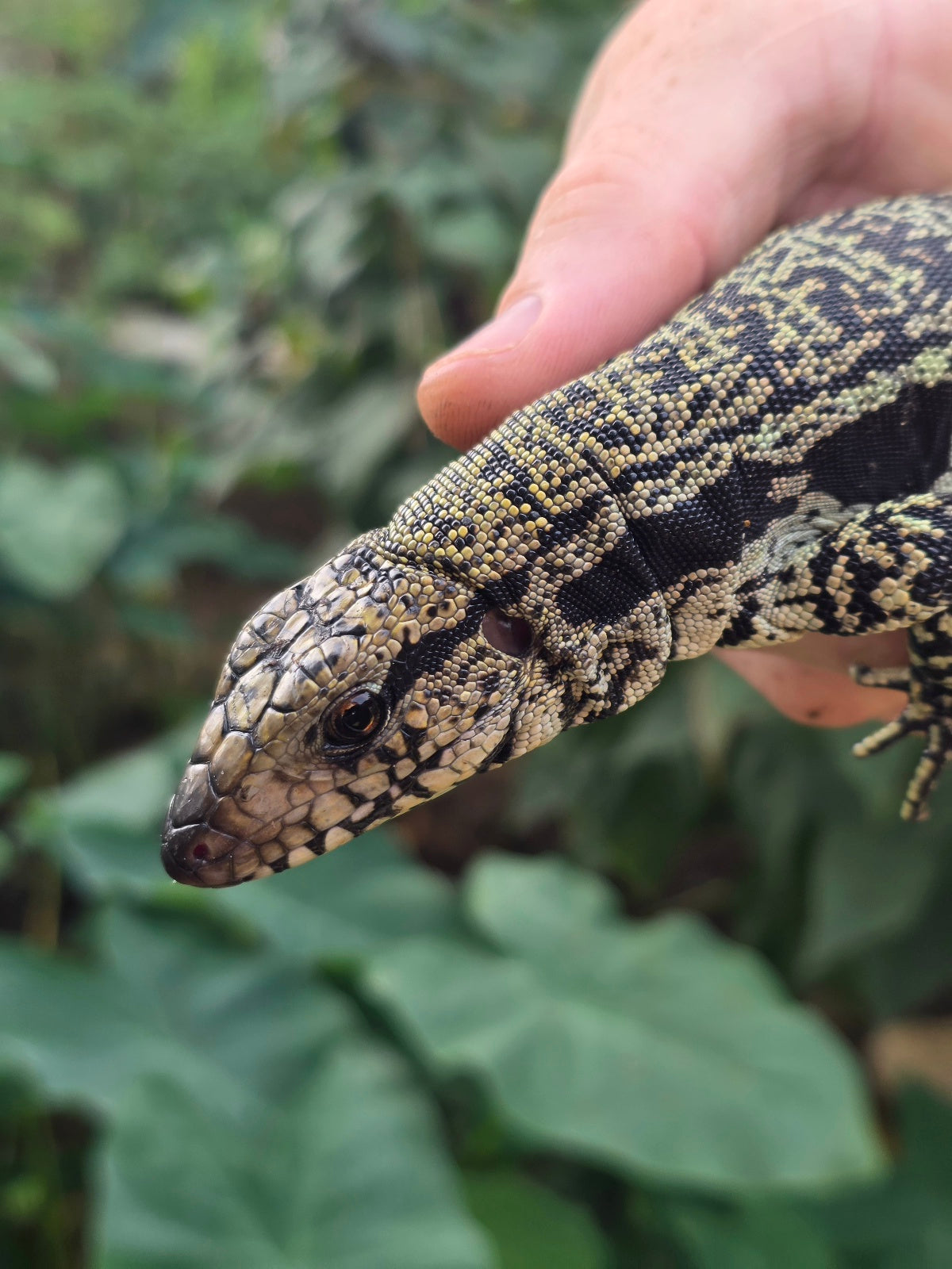 Female Blue Tegu - Stripes X Trixie