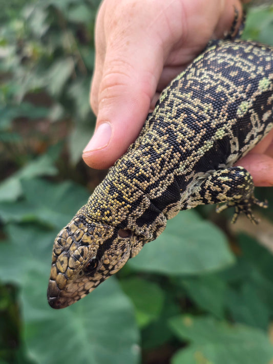 Female Blue Tegu - Stripes X Trixie