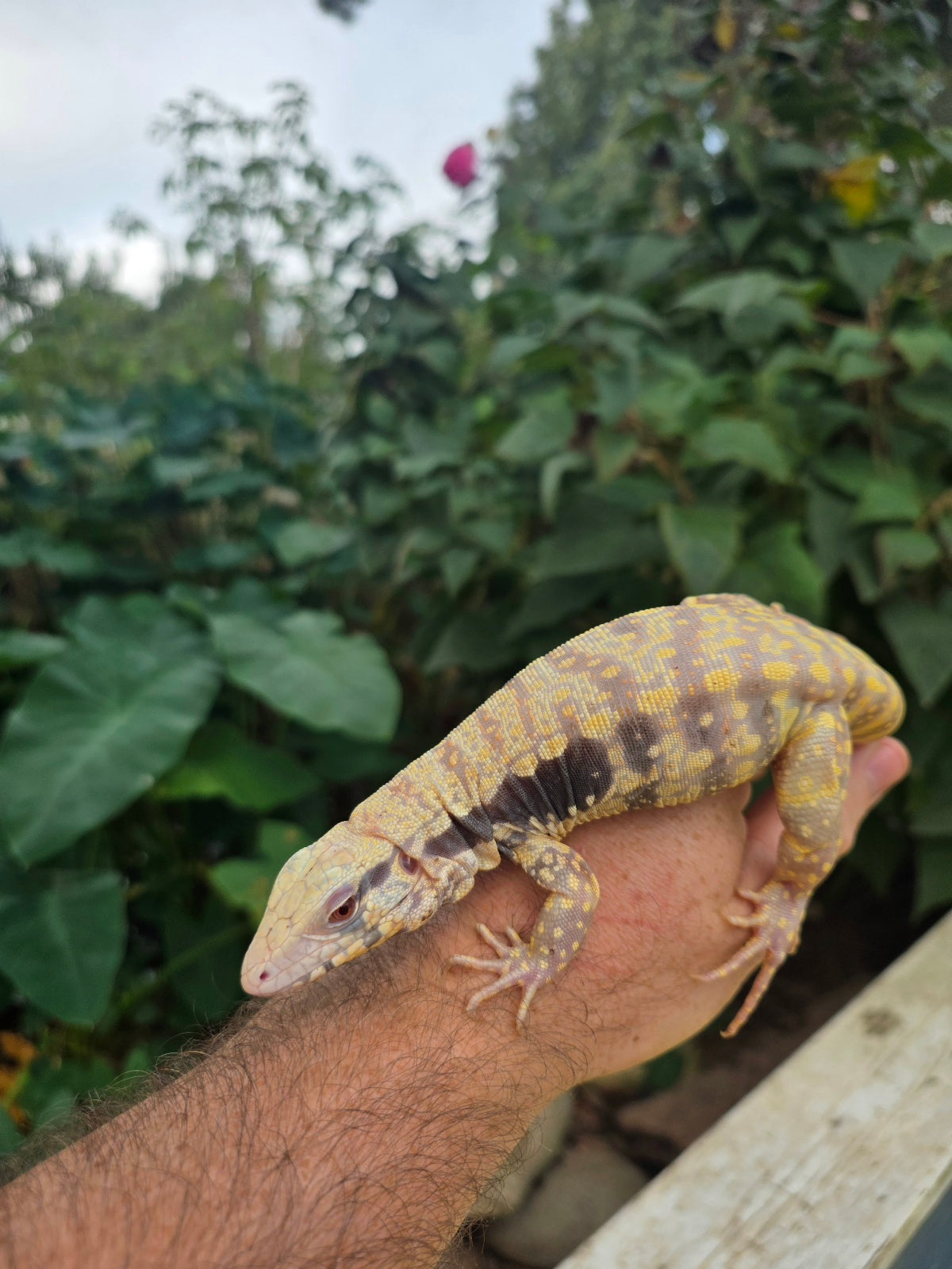 Male Tribrid Albino Tegu-  Apollo x Vanessa