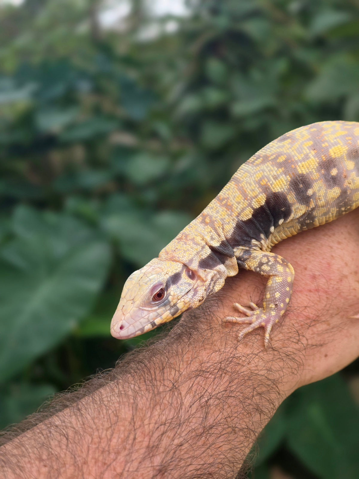 Male Tribrid Albino Tegu-  Apollo x Vanessa