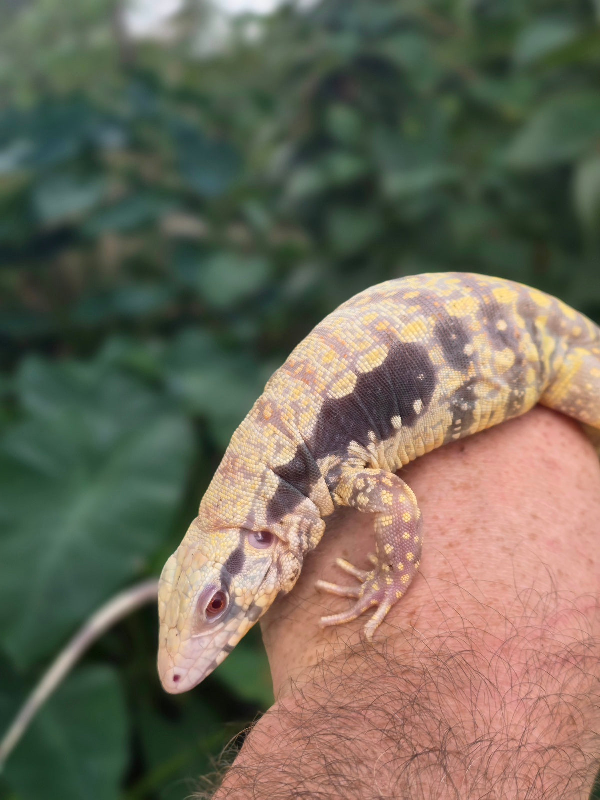 Male Tribrid Albino Tegu-  Apollo x Vanessa