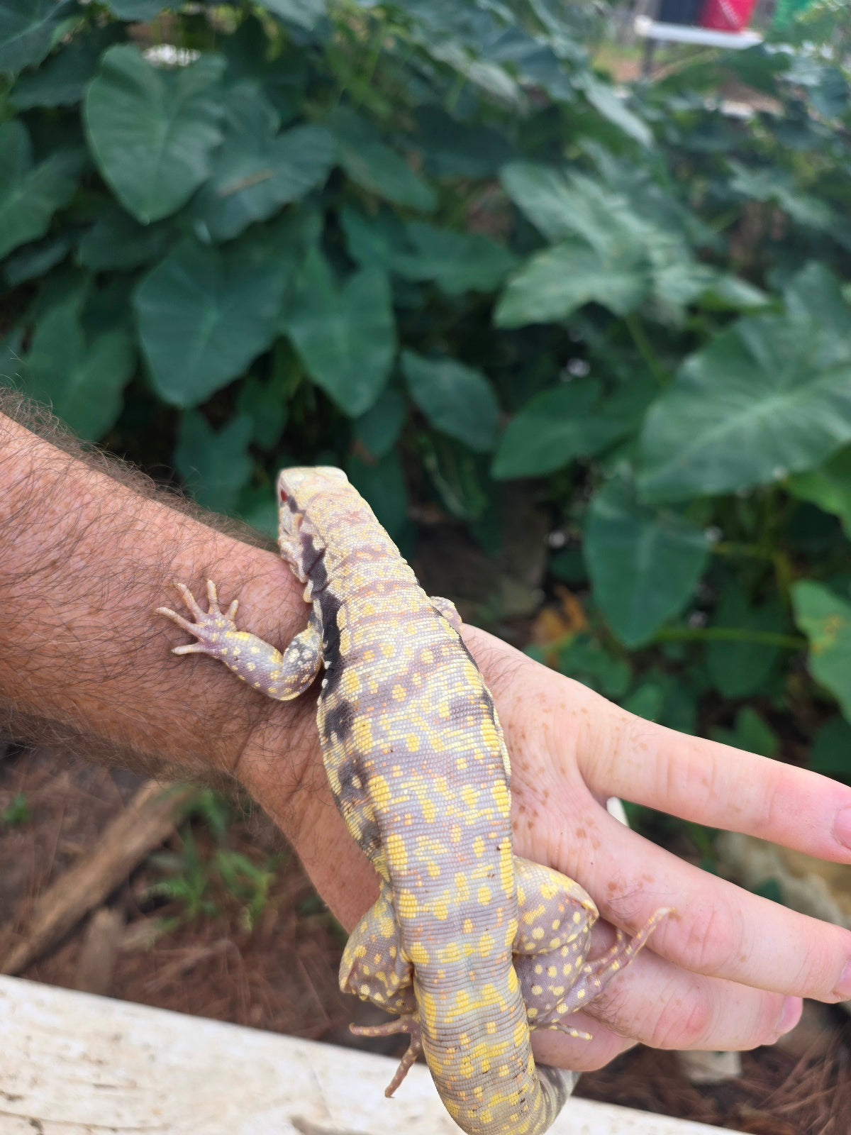 Male Tribrid Albino Tegu-  Apollo x Vanessa