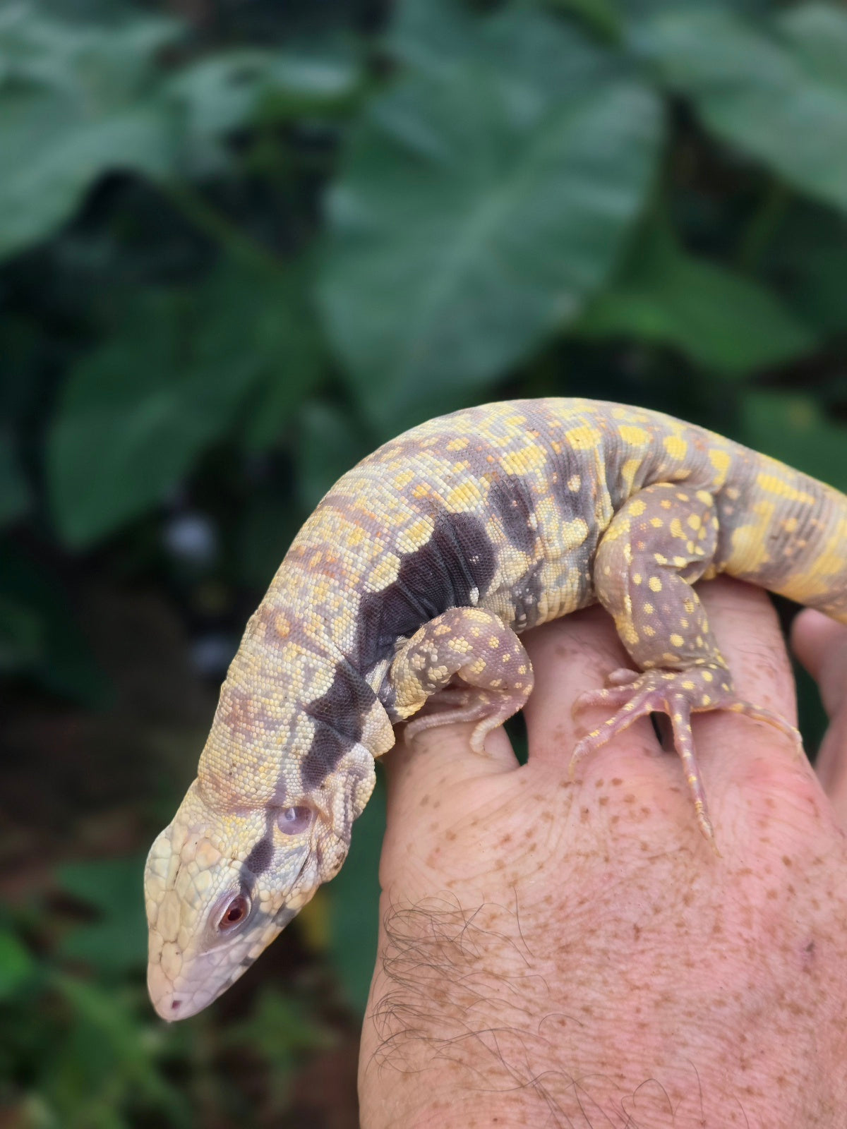 Male Tribrid Albino Tegu-  Apollo x Vanessa