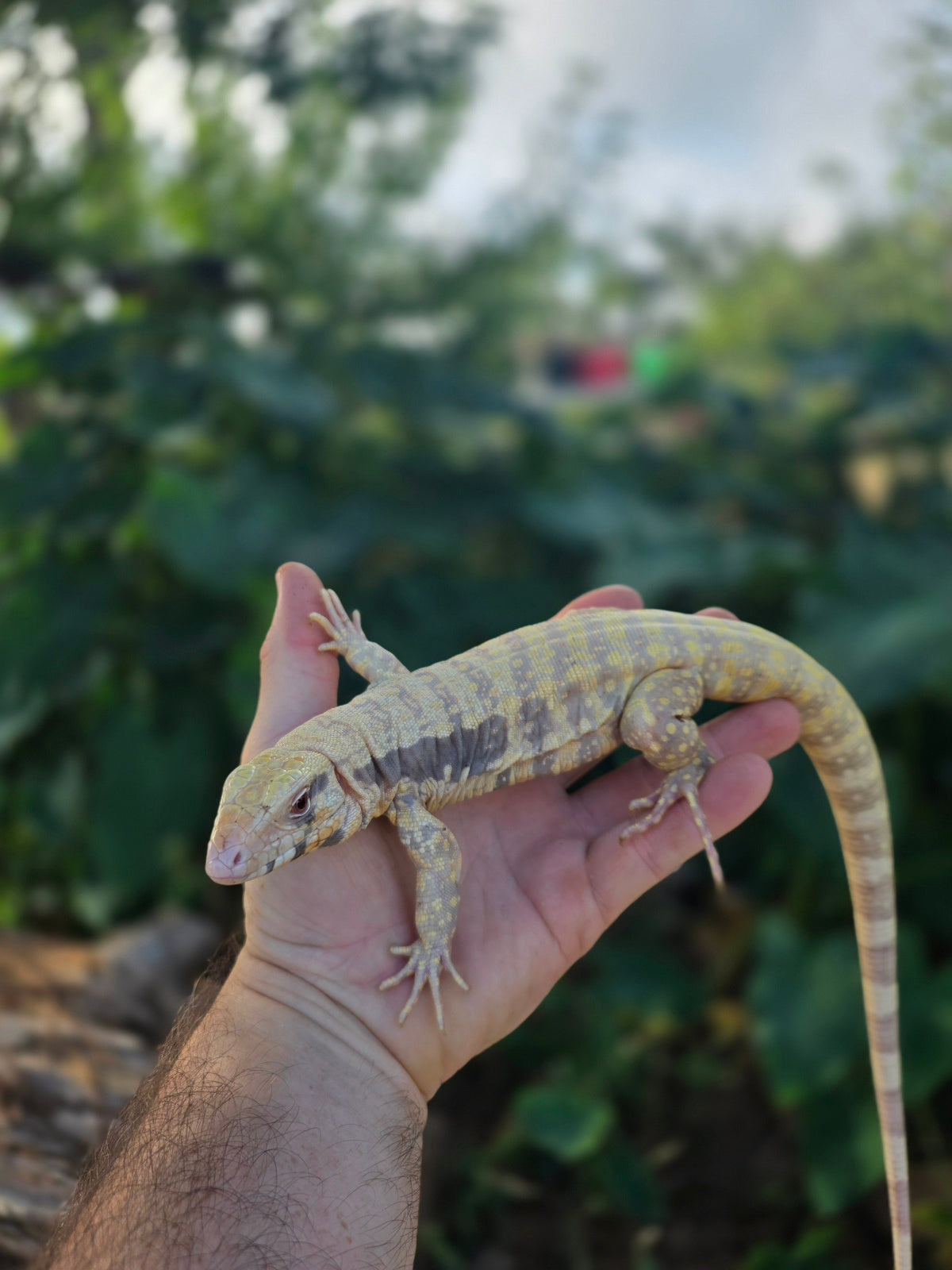 Female Tribrid Albino Tegu-  Apollo x Vanessa