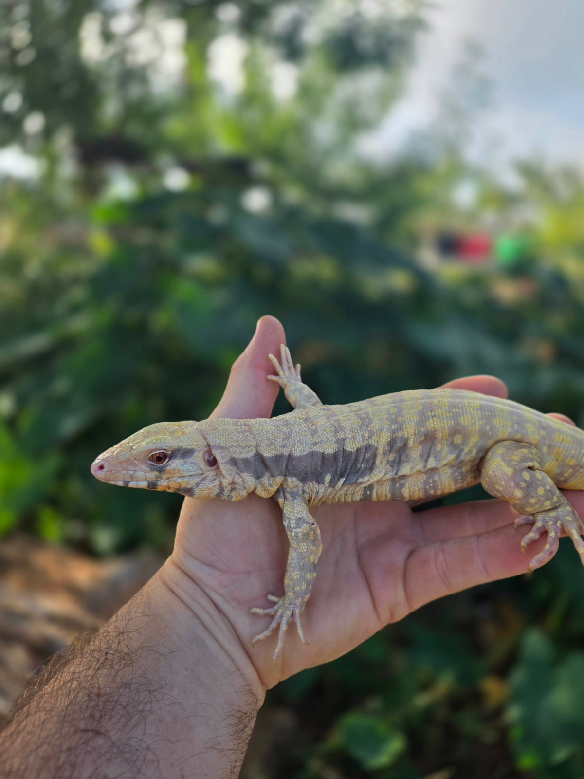 Female Tribrid Albino Tegu-  Apollo x Vanessa