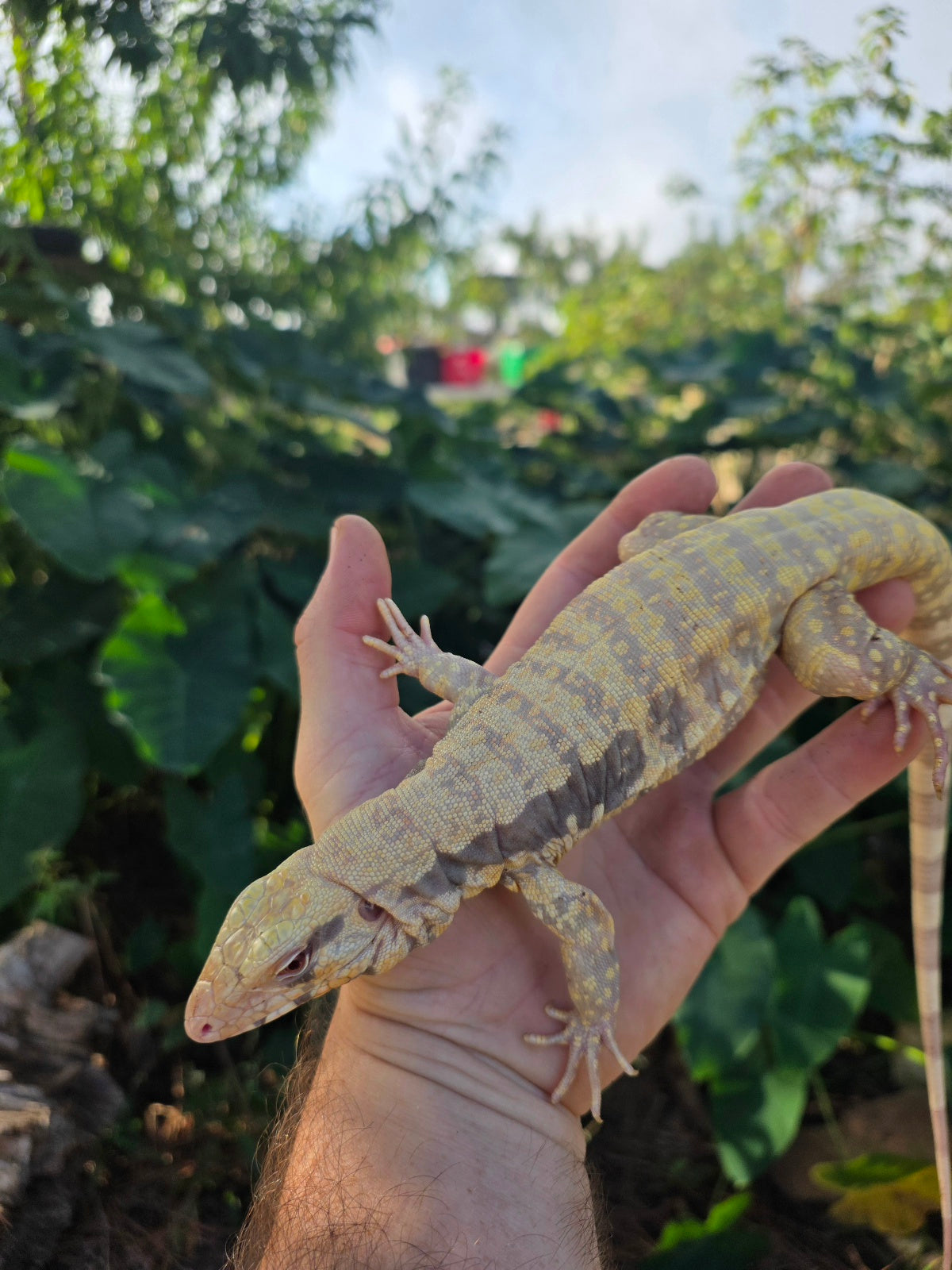 Female Tribrid Albino Tegu-  Apollo x Vanessa