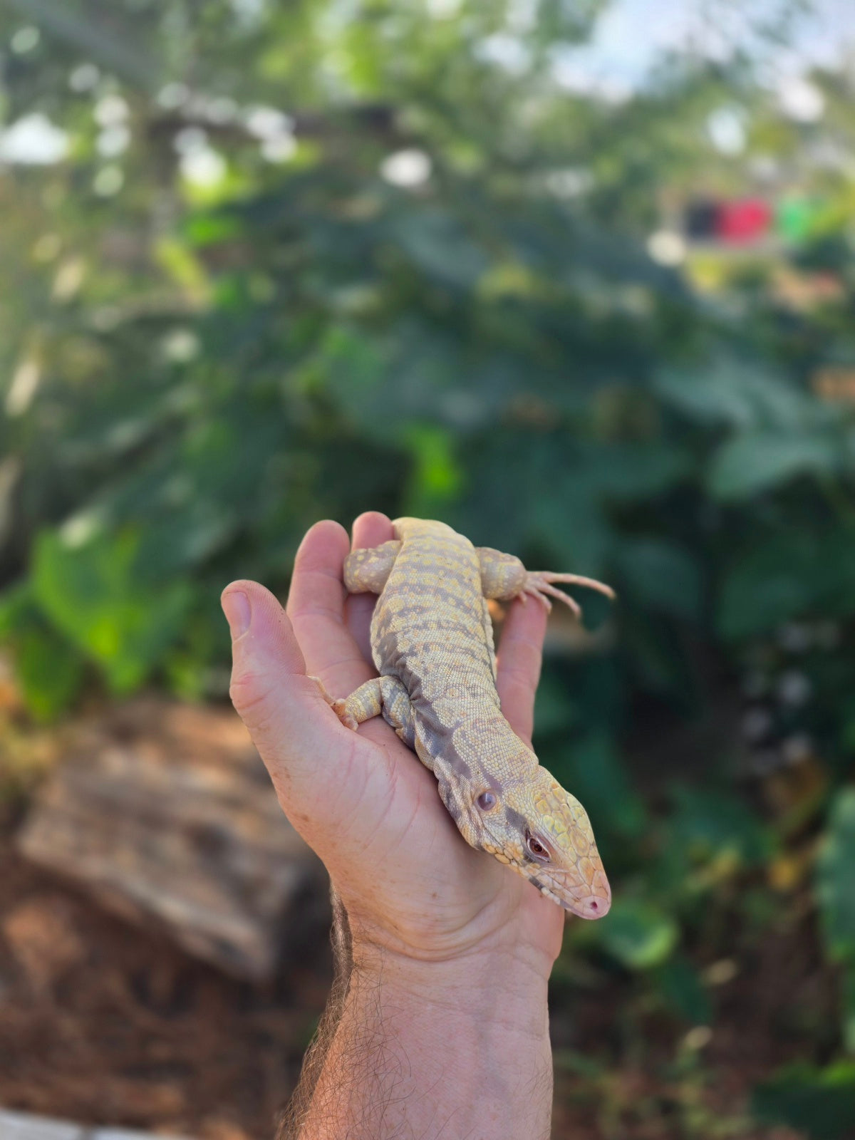 Female Tribrid Albino Tegu-  Apollo x Vanessa