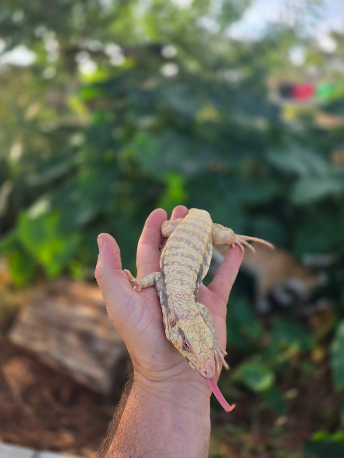 Female Tribrid Albino Tegu-  Apollo x Vanessa
