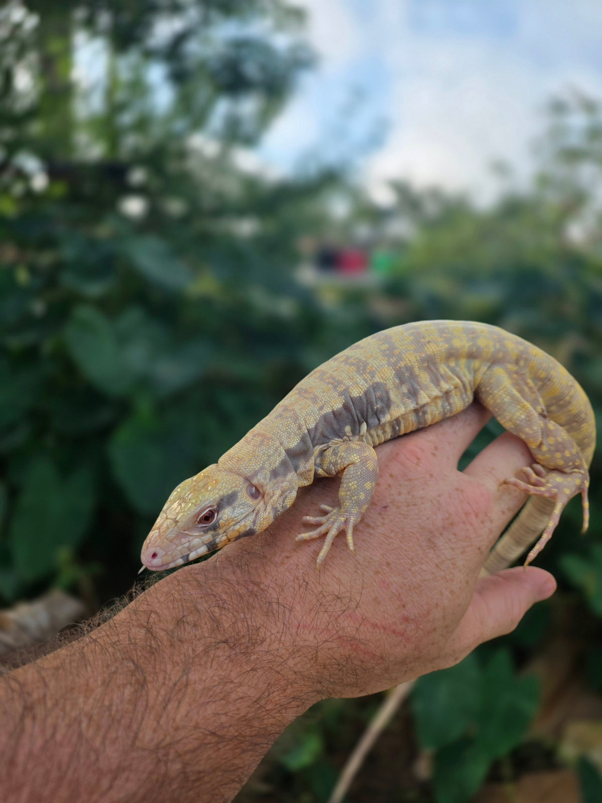 Female Tribrid Albino Tegu-  Apollo x Vanessa