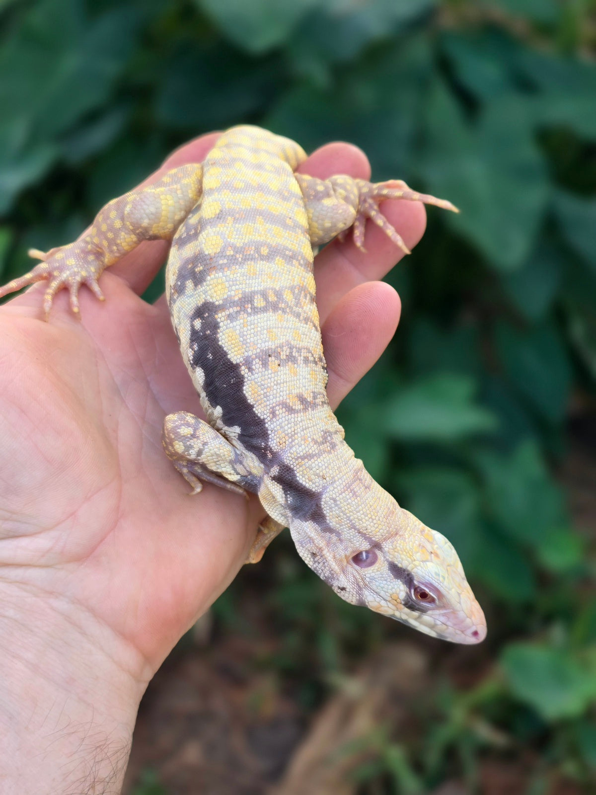 Female Tribrid Albino Tegu-  Apollo x Vanessa