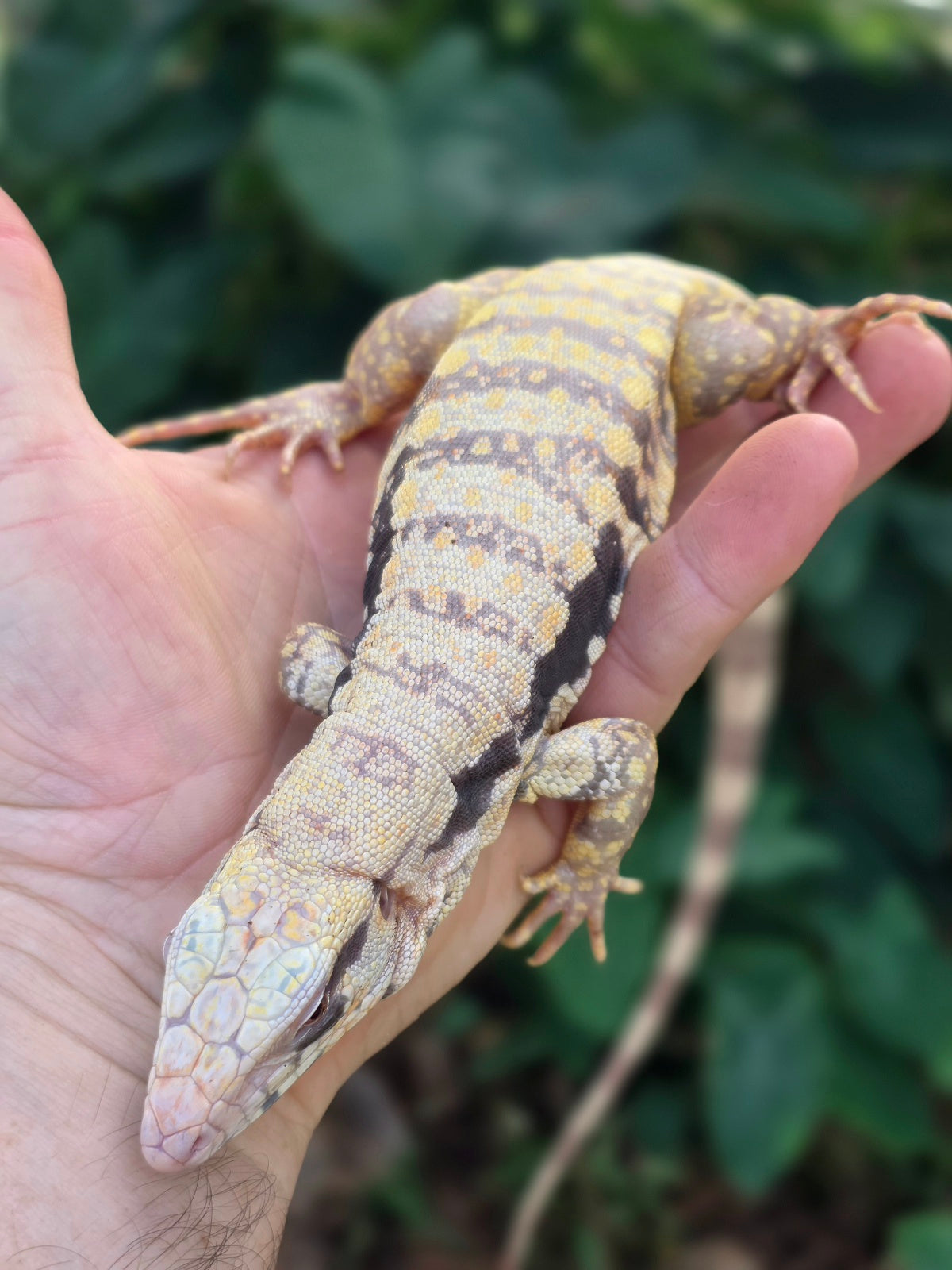 Female Tribrid Albino Tegu-  Apollo x Vanessa