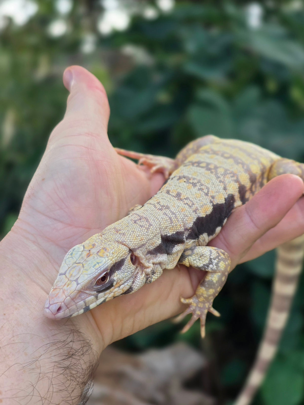 Female Tribrid Albino Tegu-  Apollo x Vanessa