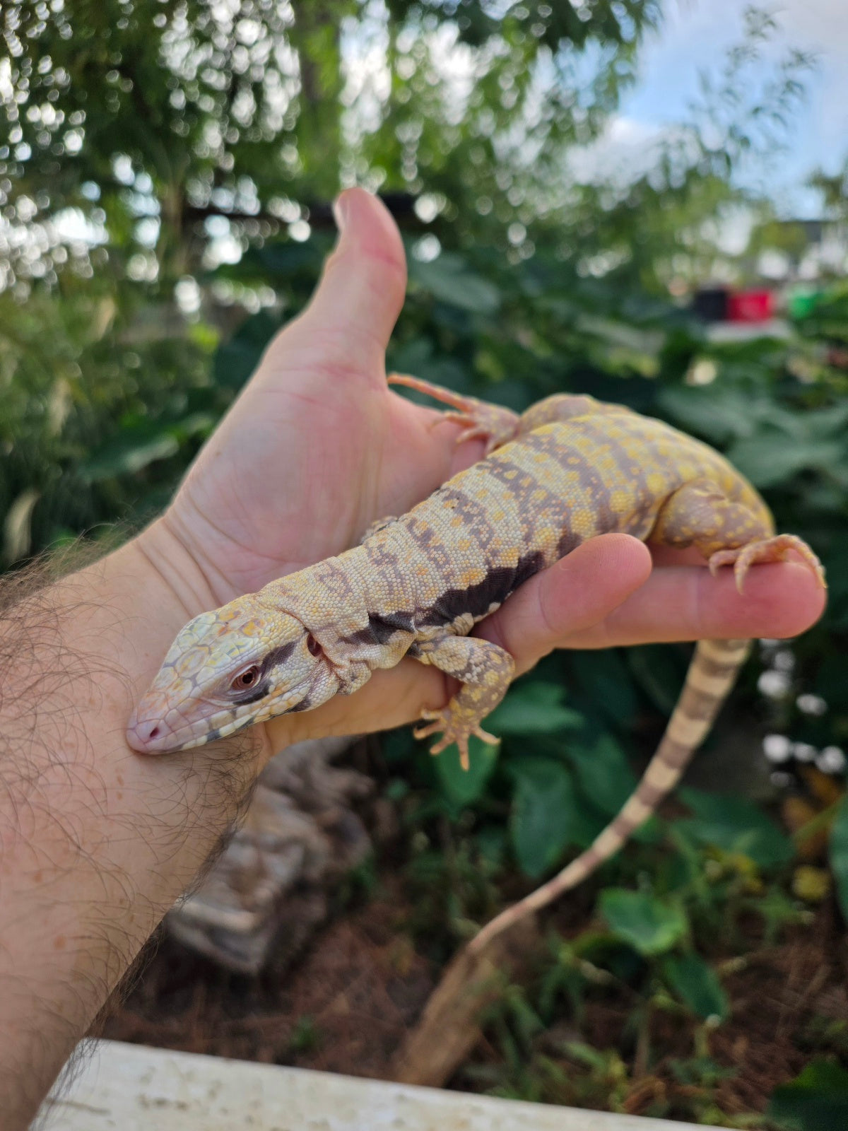 Female Tribrid Albino Tegu-  Apollo x Vanessa