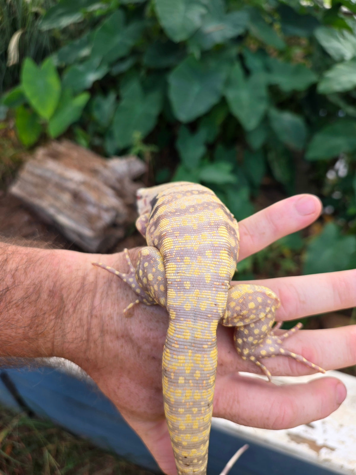 Female Tribrid Albino Tegu-  Apollo x Vanessa