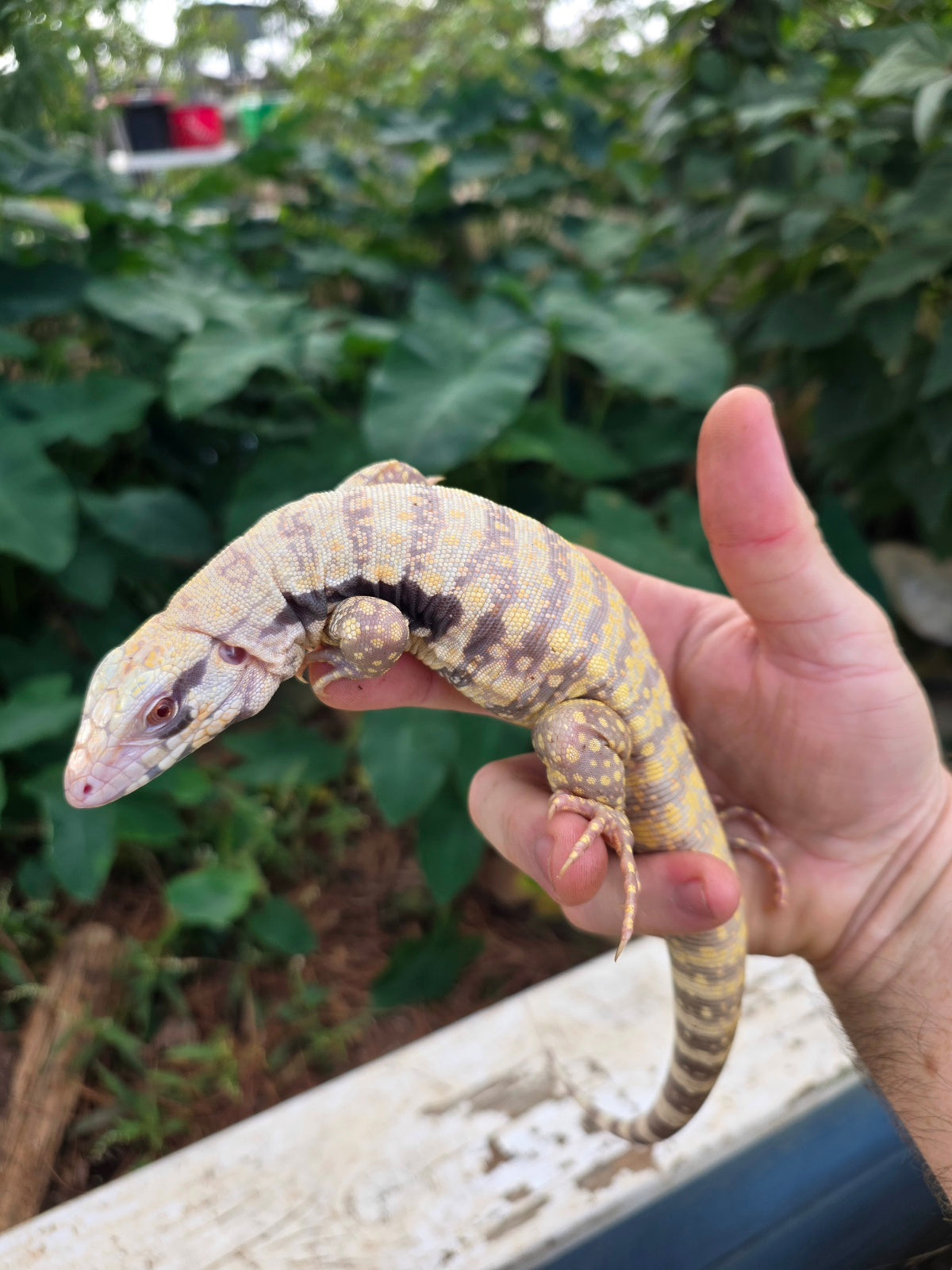 Female Tribrid Albino Tegu-  Apollo x Vanessa