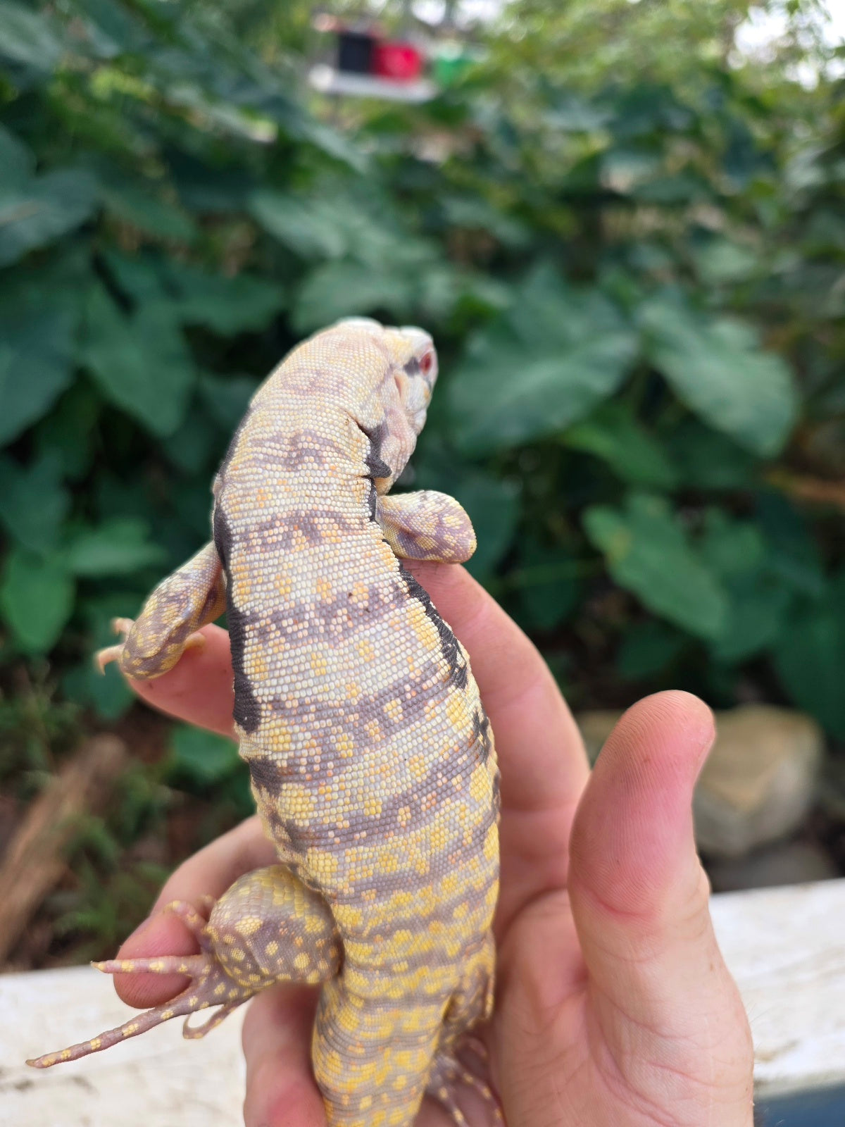 Female Tribrid Albino Tegu-  Apollo x Vanessa
