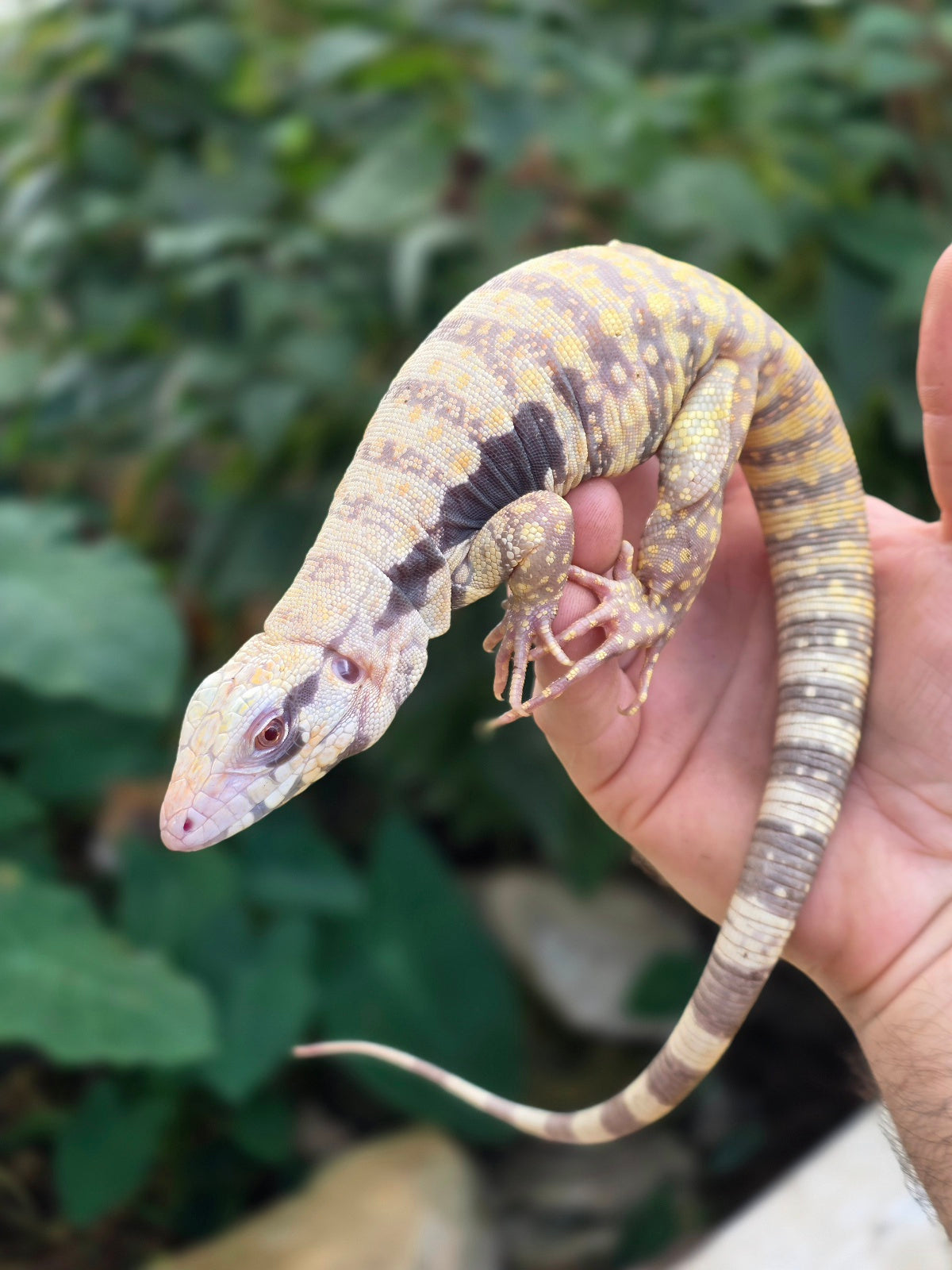 Female Tribrid Albino Tegu-  Apollo x Vanessa