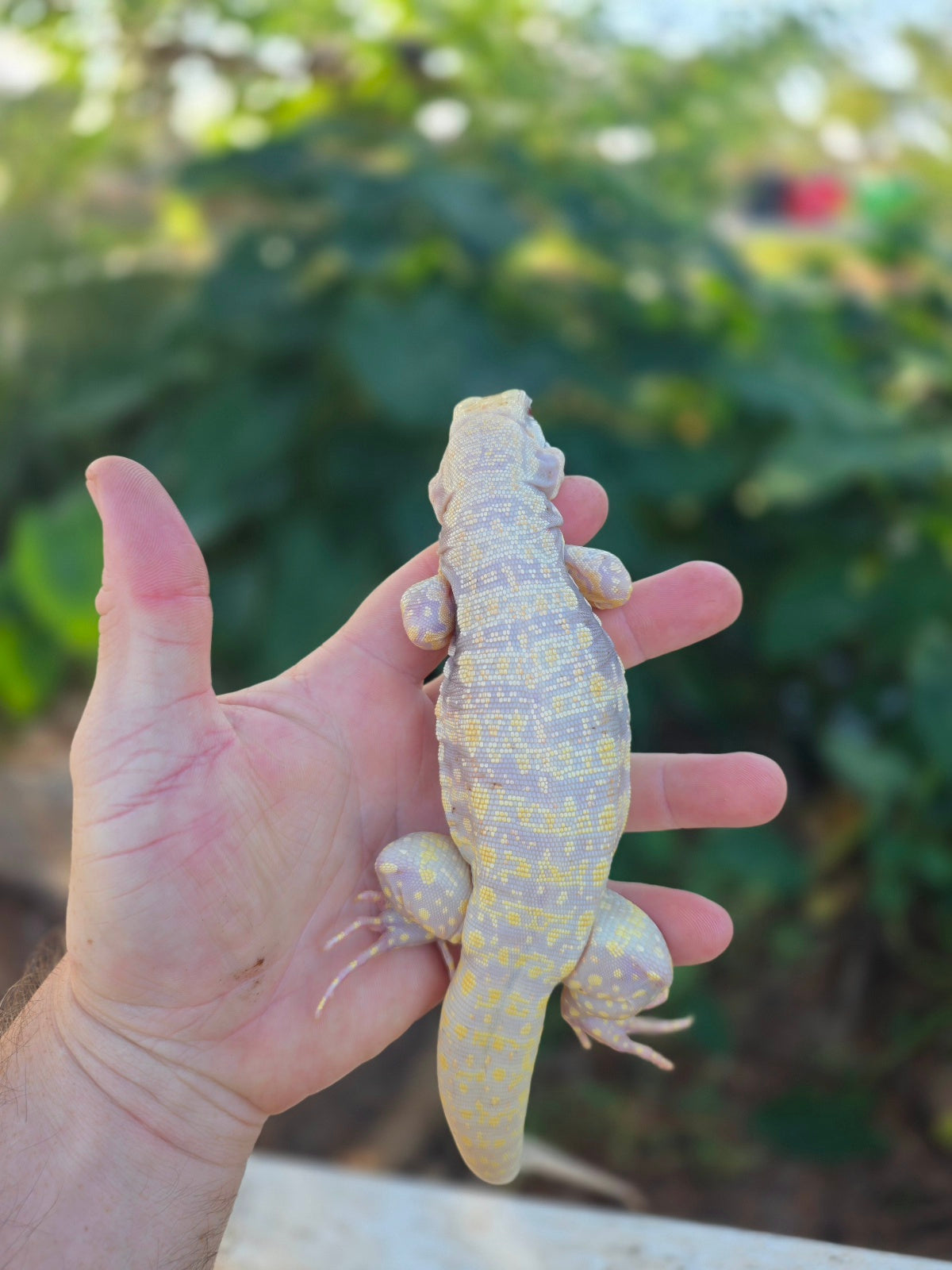 Male Tribrid Albino Tegu-  Apollo x Vanessa
