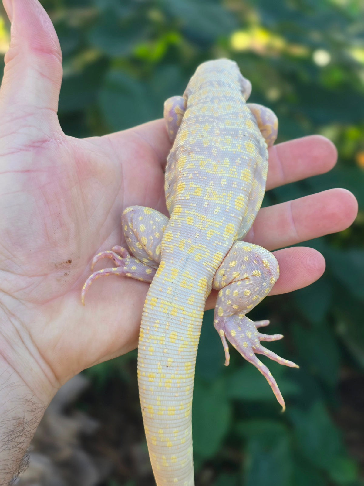 Male Tribrid Albino Tegu-  Apollo x Vanessa