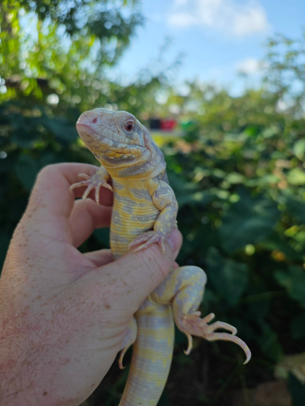 Male Tribrid Albino Tegu-  Apollo x Vanessa