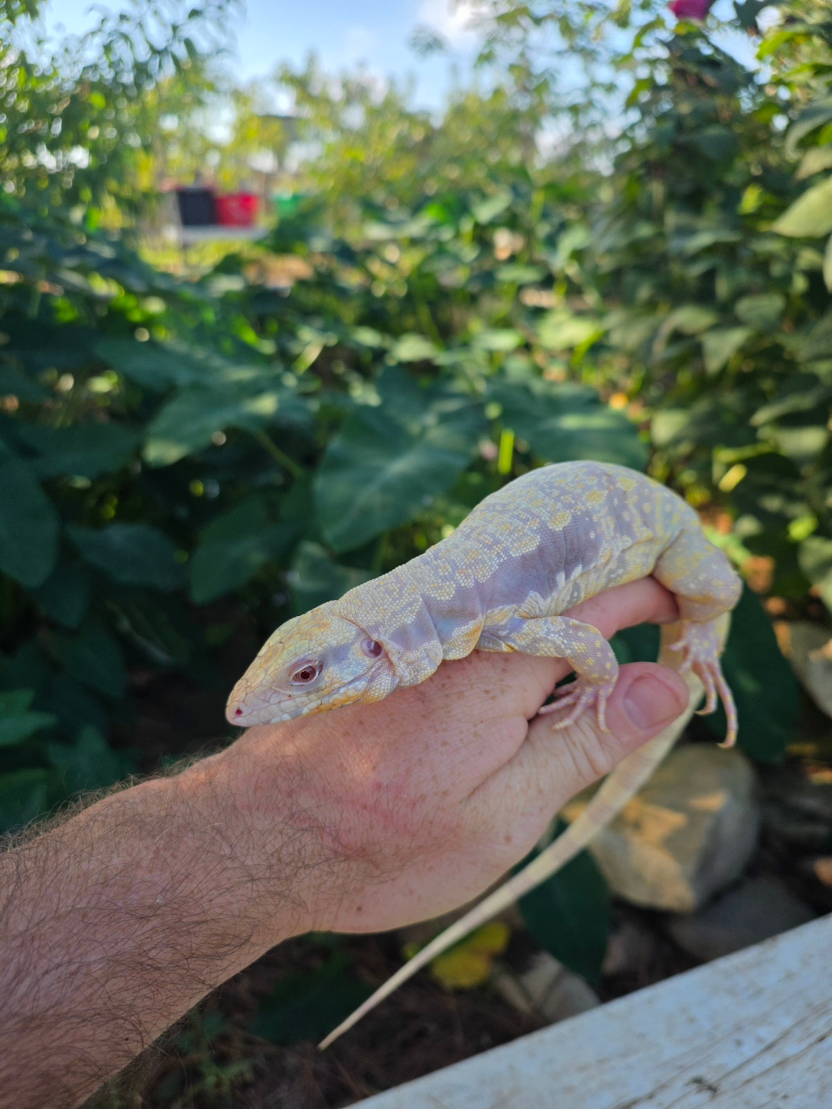 Male Tribrid Albino Tegu-  Apollo x Vanessa
