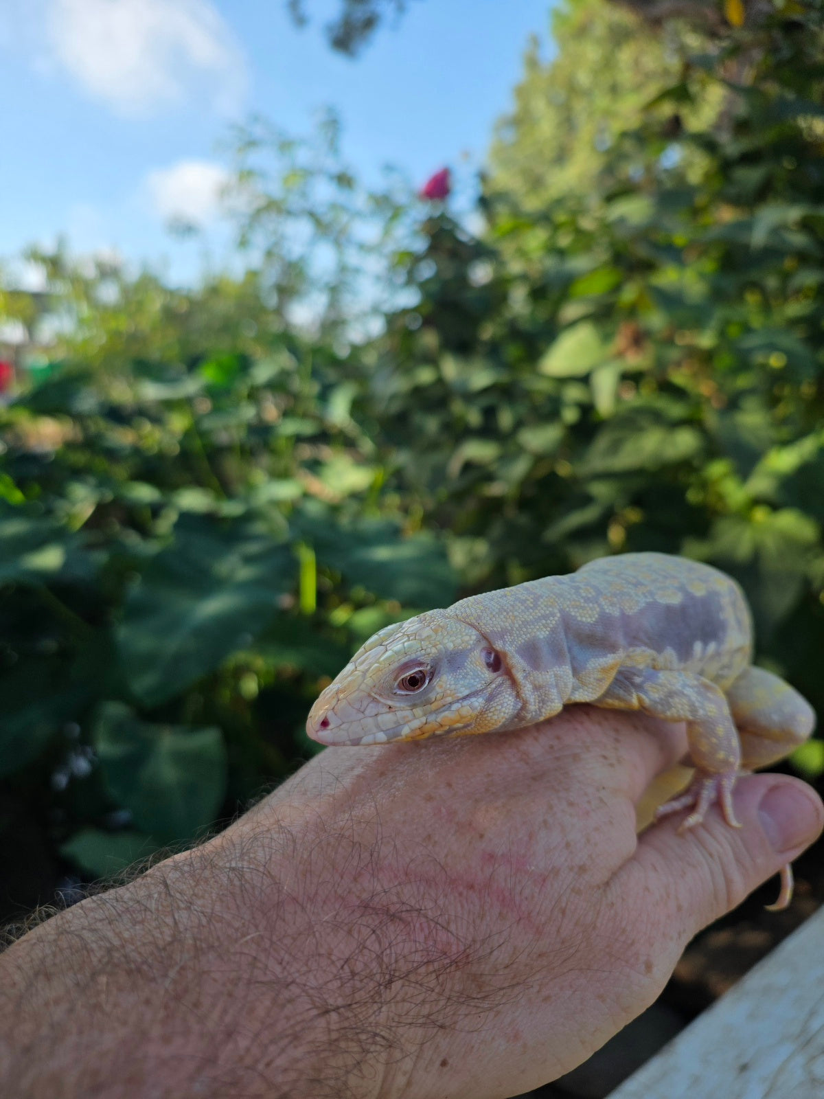 Male Tribrid Albino Tegu-  Apollo x Vanessa
