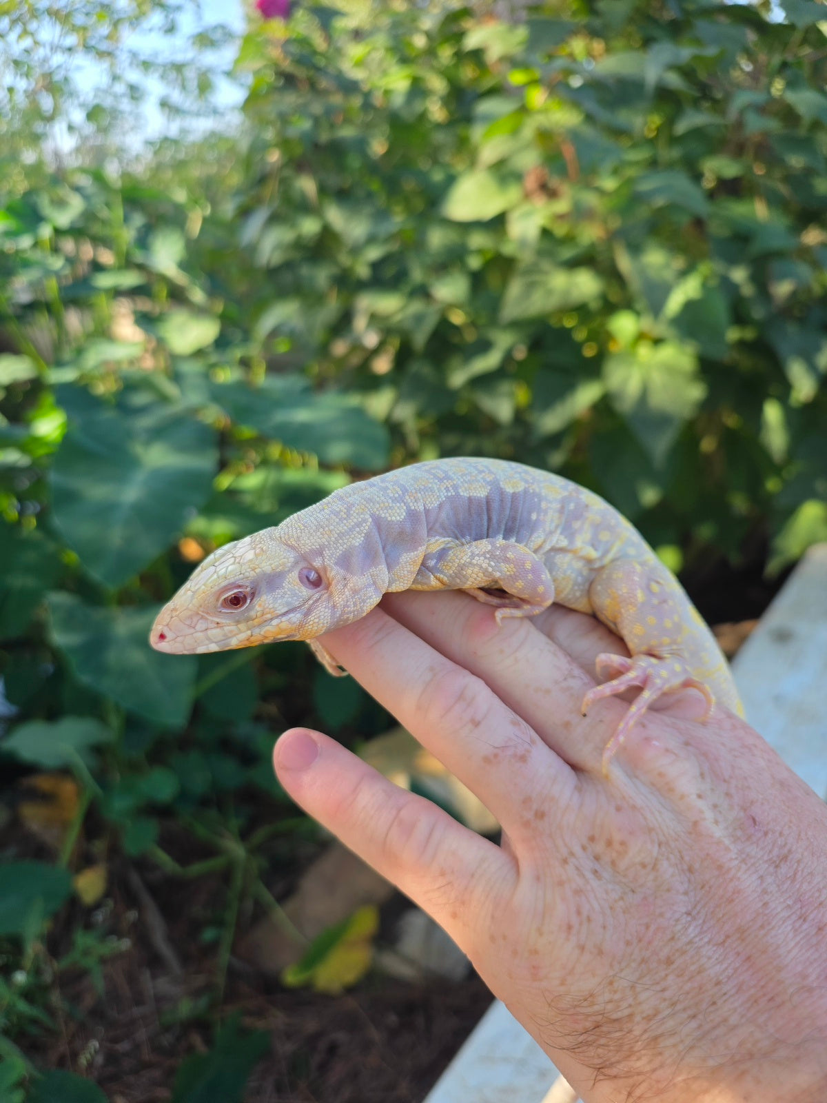 Male Tribrid Albino Tegu-  Apollo x Vanessa